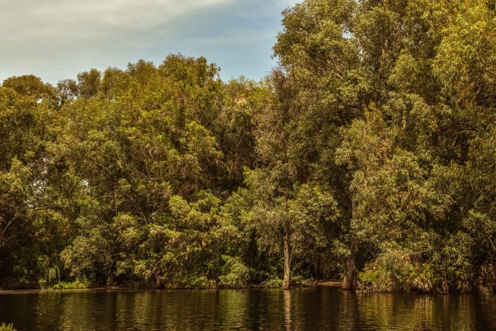 Nikon D3300 sample photo. Forest, lake, park photography