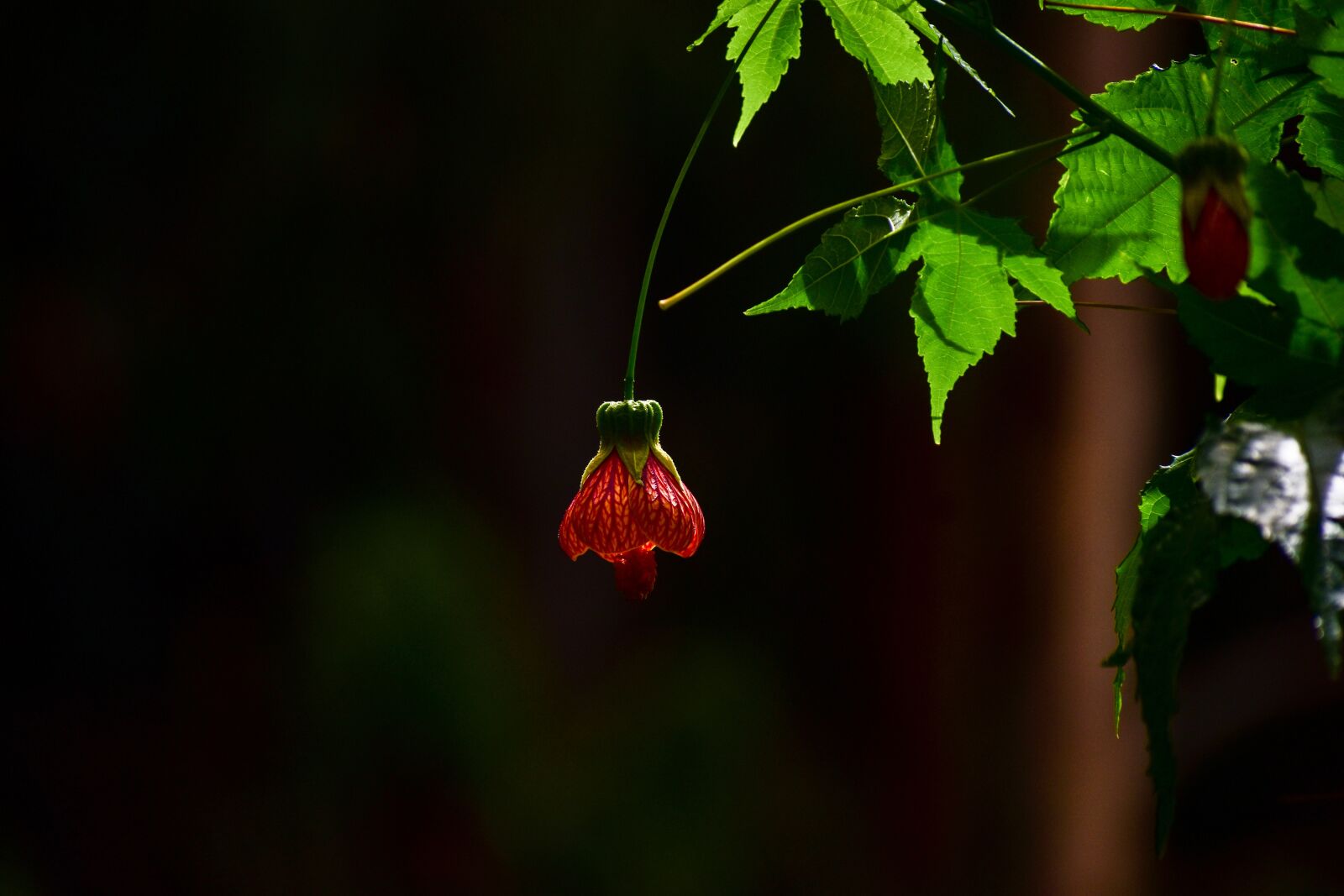 Nikon D3400 sample photo. Flower bell, flower, spring photography