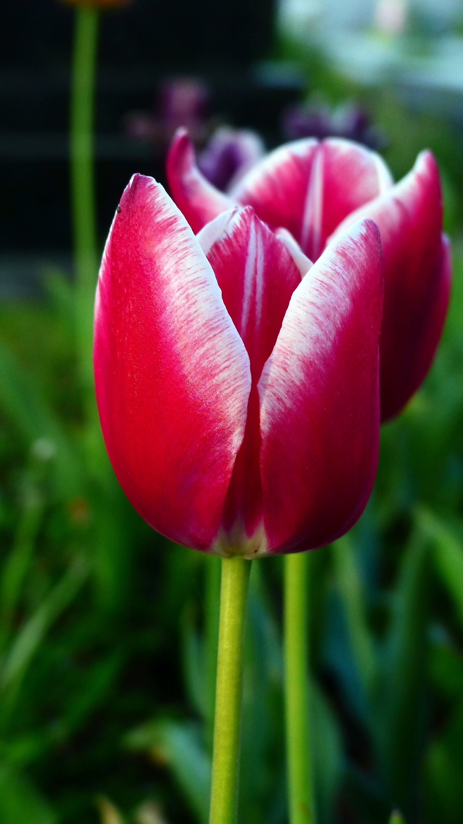 Panasonic Lumix DMC-FZ200 sample photo. Nature, flower, tulip photography
