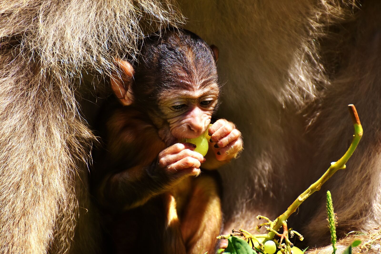 Nikon D7200 sample photo. Baby monkey, barbary ape photography