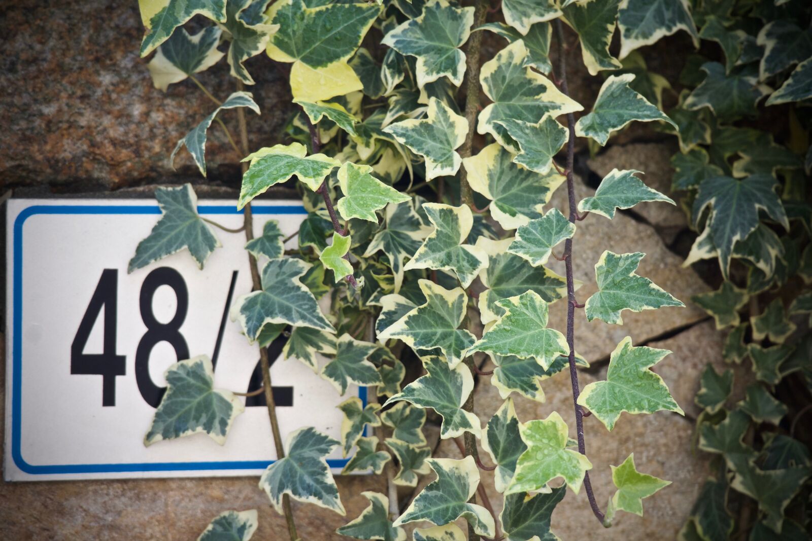 Canon EOS M sample photo. Ivy, stone wall, civic photography