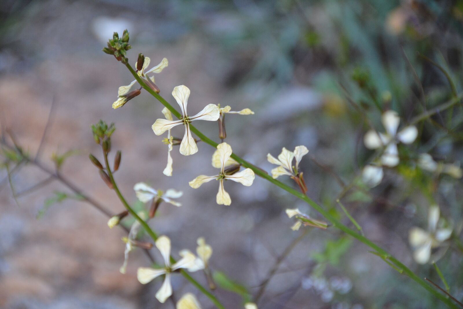 Nikon D7100 sample photo. Flower, nature, plant photography