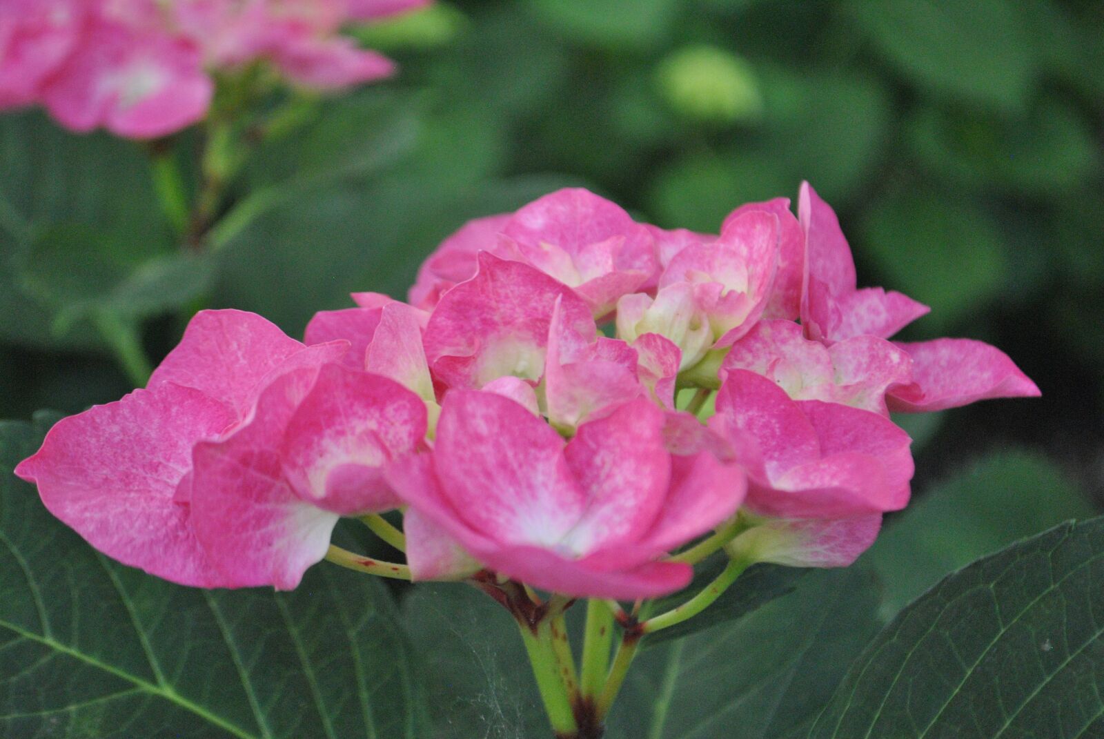 Nikon D3000 sample photo. Hydrangea, pink, nature photography