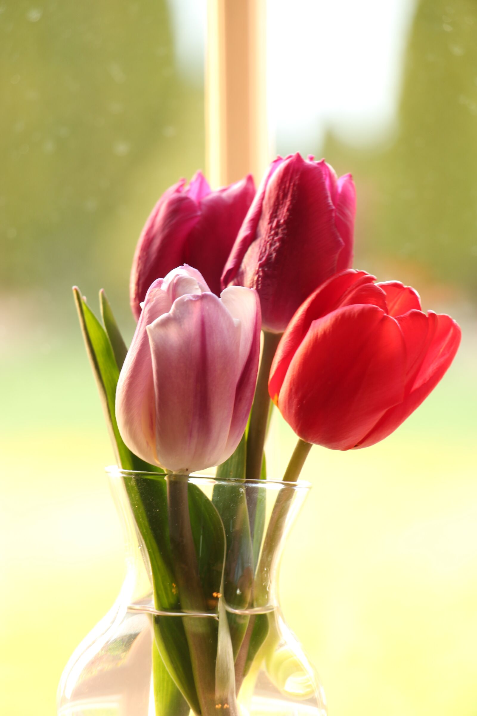 Canon EOS 650D (EOS Rebel T4i / EOS Kiss X6i) sample photo. Tulip, red, pink photography