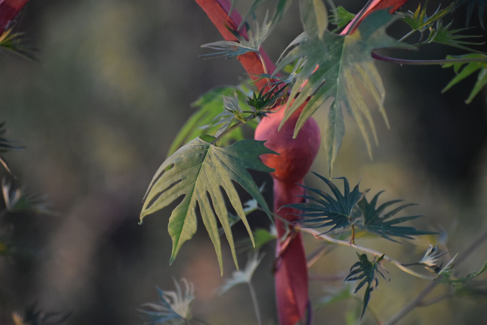 Nikon D3400 sample photo. Plant, red, grille photography
