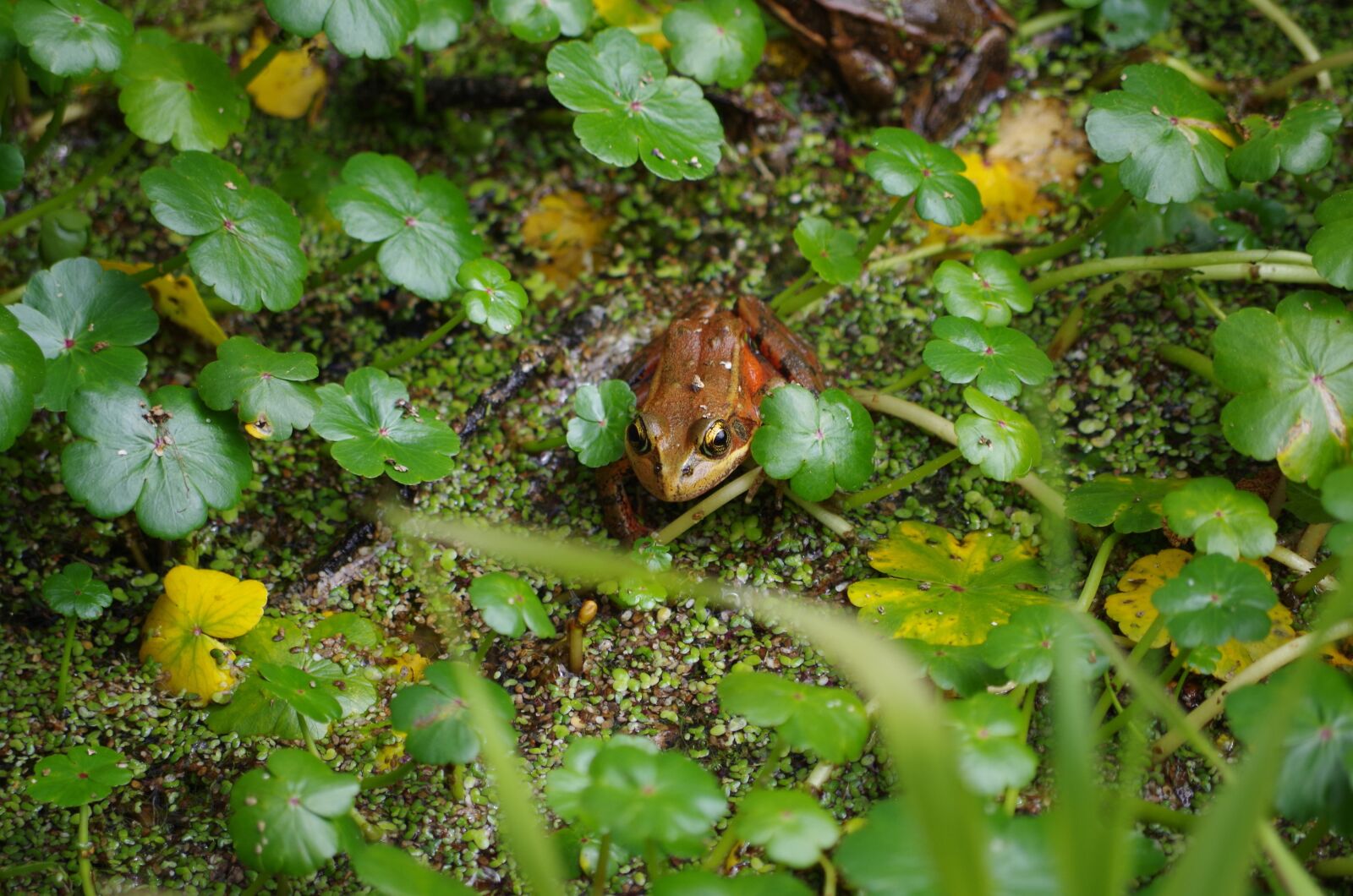 Pentax K-50 sample photo. Red legged, frog, amphibian photography