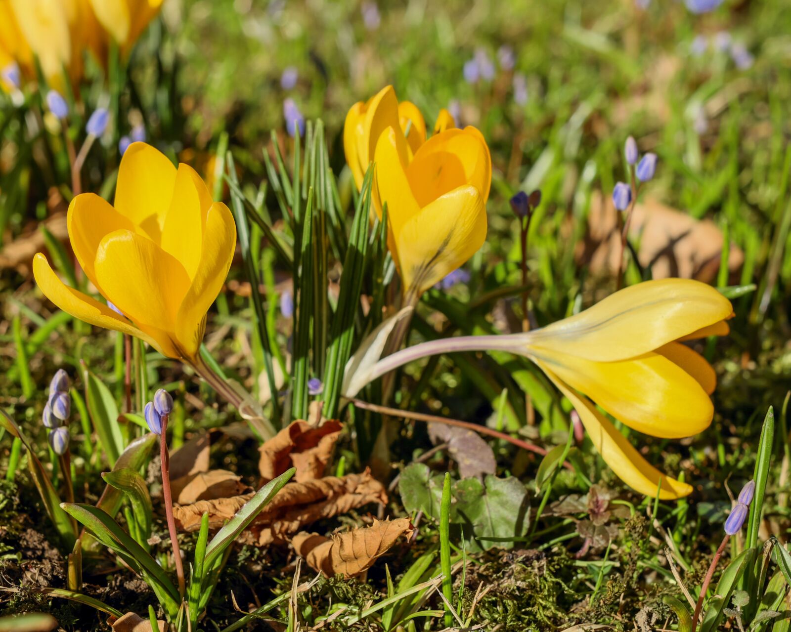 Fujifilm X-T10 + Fujifilm XF 35mm F1.4 R sample photo. Crocus, flower, blossom photography
