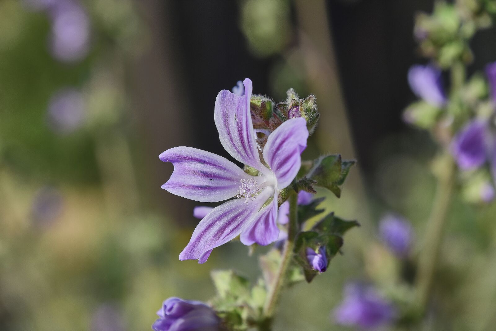 Nikon D7200 sample photo. Flower, garden, plant photography