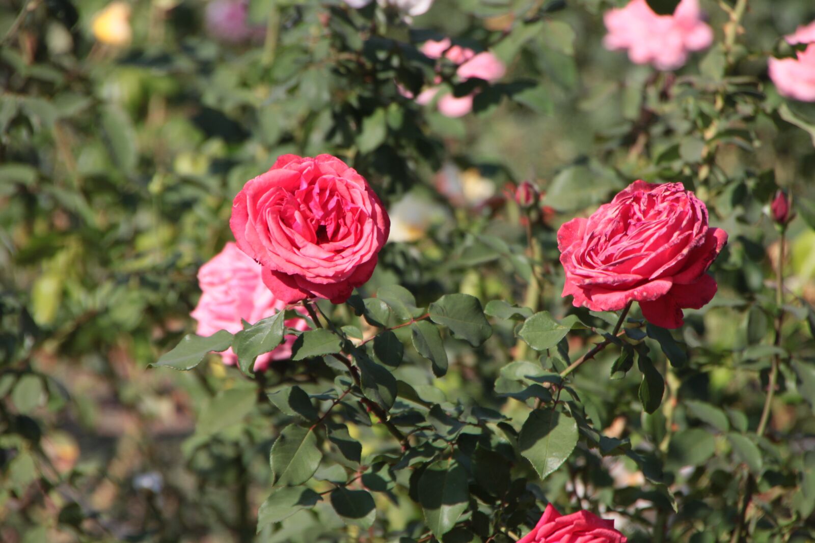 Canon EOS 500D (EOS Rebel T1i / EOS Kiss X3) sample photo. Flowers, park, red photography