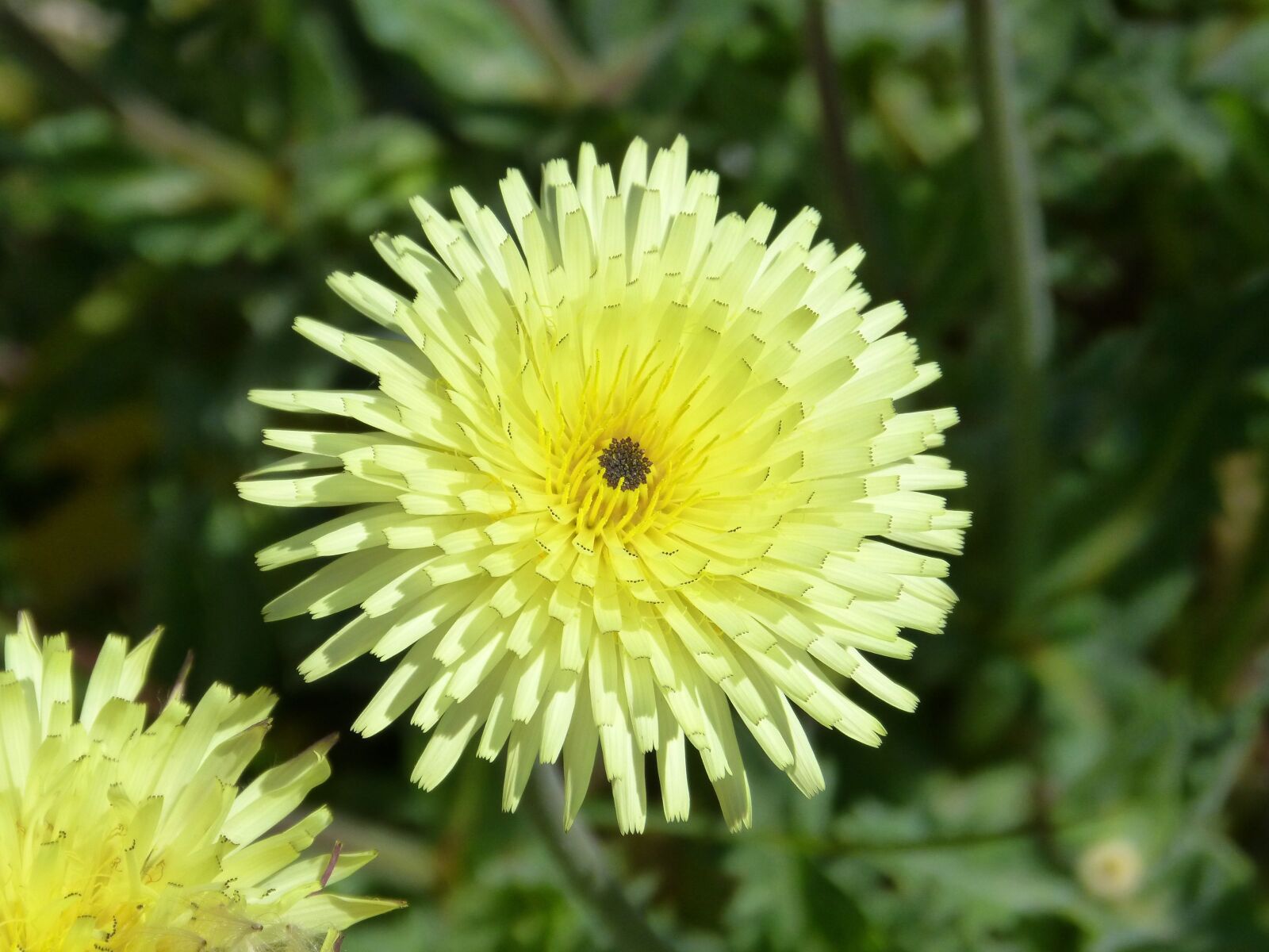Panasonic DMC-FZ62 sample photo. Flower, yellow flower, detail photography