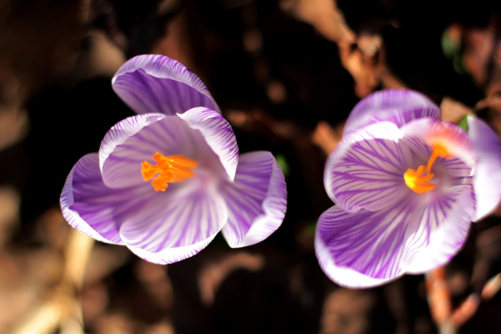 Canon EOS 600D (Rebel EOS T3i / EOS Kiss X5) + Canon EF 50mm F1.8 STM sample photo. Krocus, striped, stamens photography