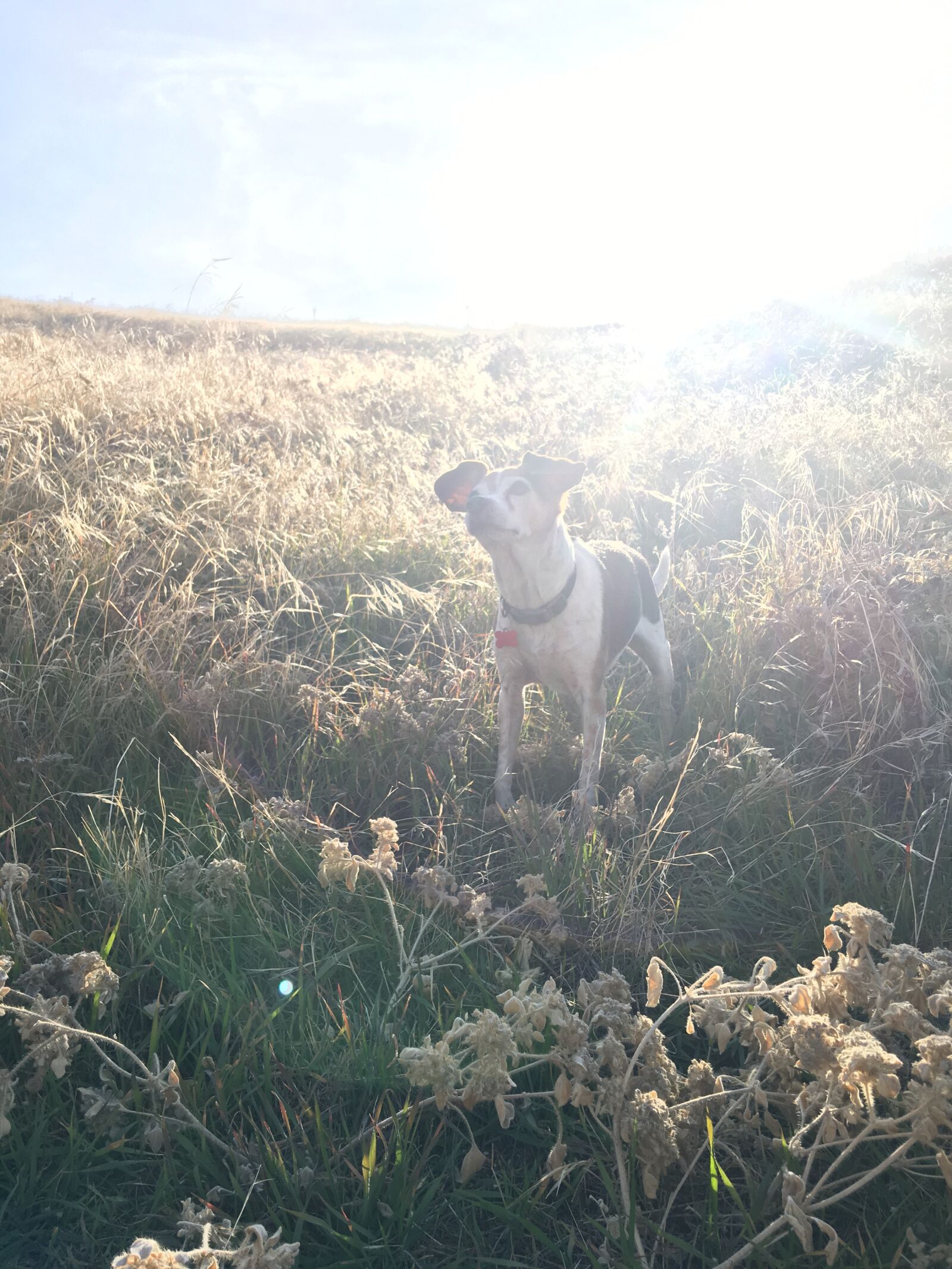 iPhone 6s Plus back camera 4.15mm f/2.2 sample photo. Sunshine, dog, rainbow-bridge photography