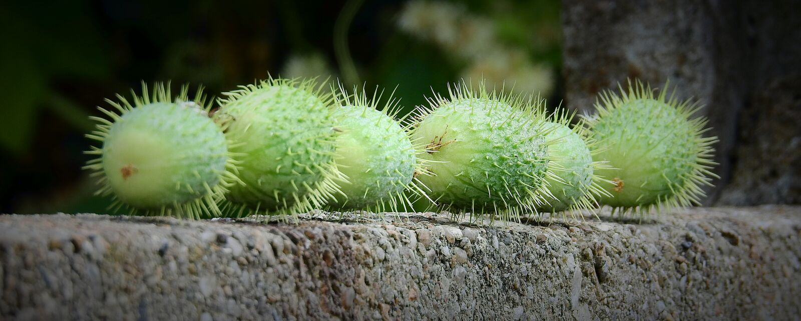 Nikon Coolpix P900 sample photo. Kolczurka klapowana -wild cucumber photography