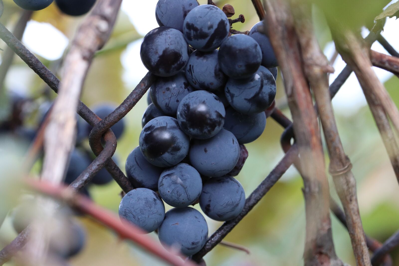 Canon EF-S 55-250mm F4-5.6 IS STM sample photo. Grapes, vine, wine photography