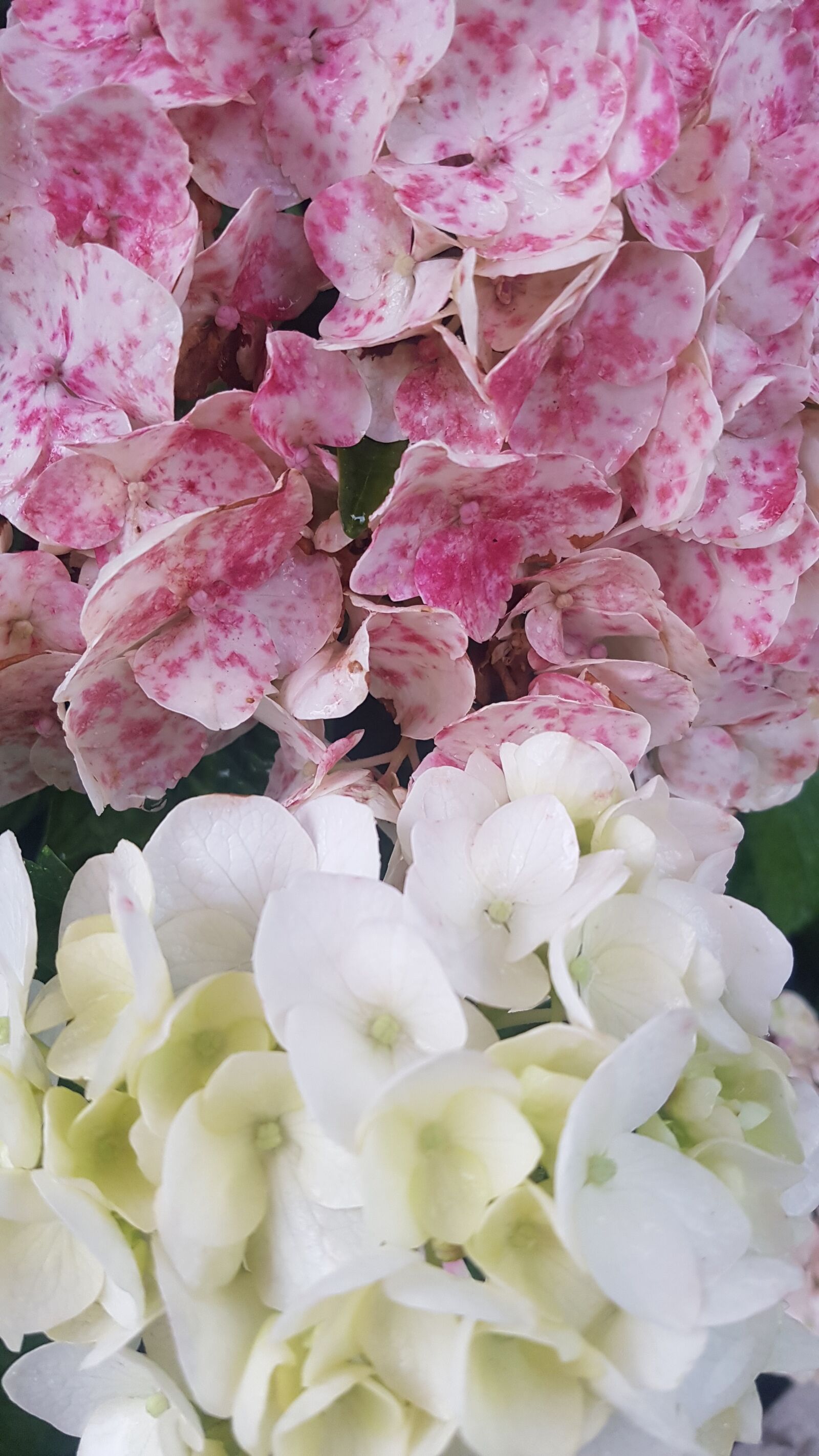 Samsung Galaxy S7 sample photo. Flower, pink, white photography