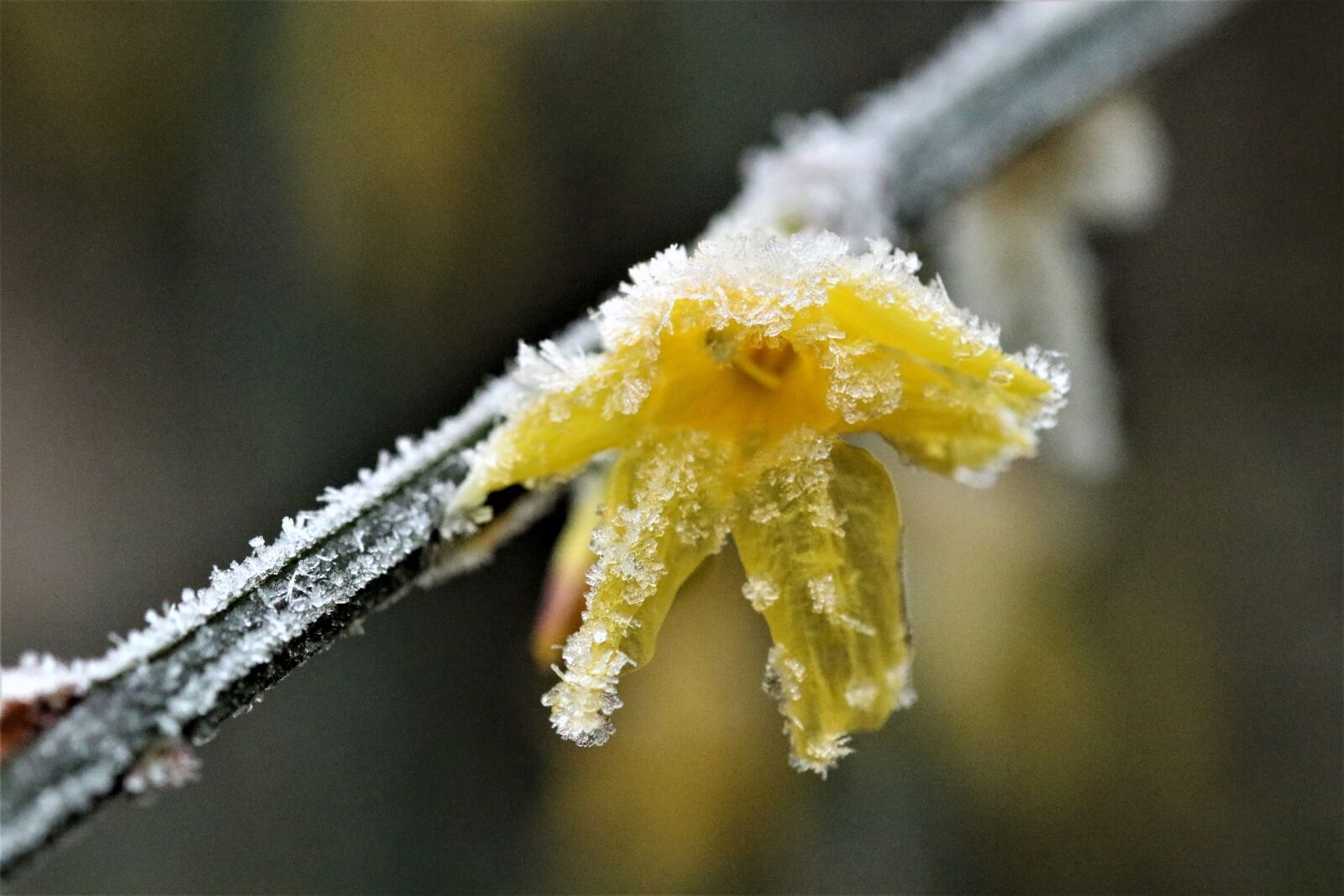 Canon EOS 7D Mark II sample photo. Flower, frost, icy photography