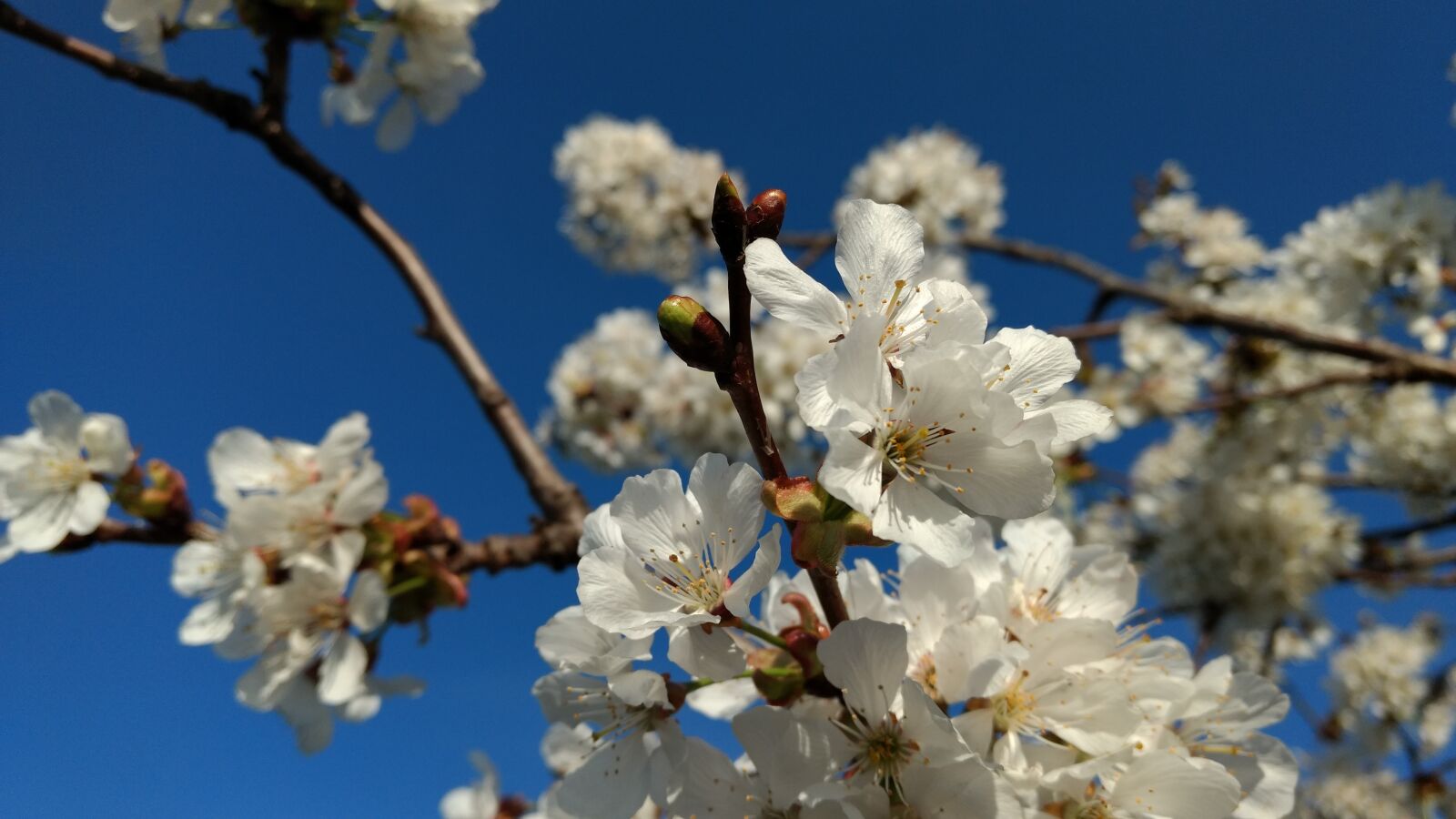 Motorola Moto G (4) sample photo. Blue, ciliegio, fiori, flowers photography