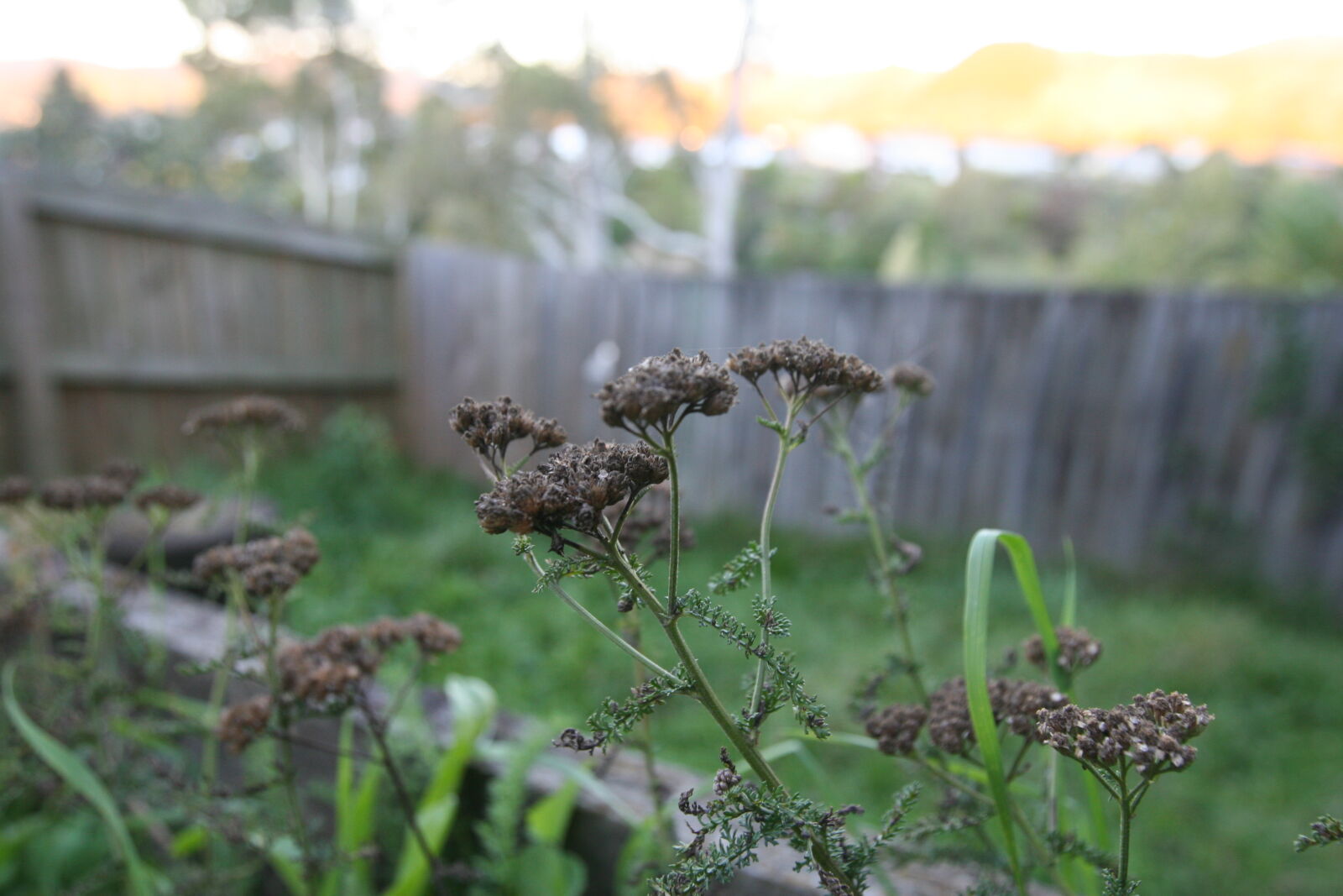 Canon EOS 20D sample photo. Black, burnt, flower, nature photography