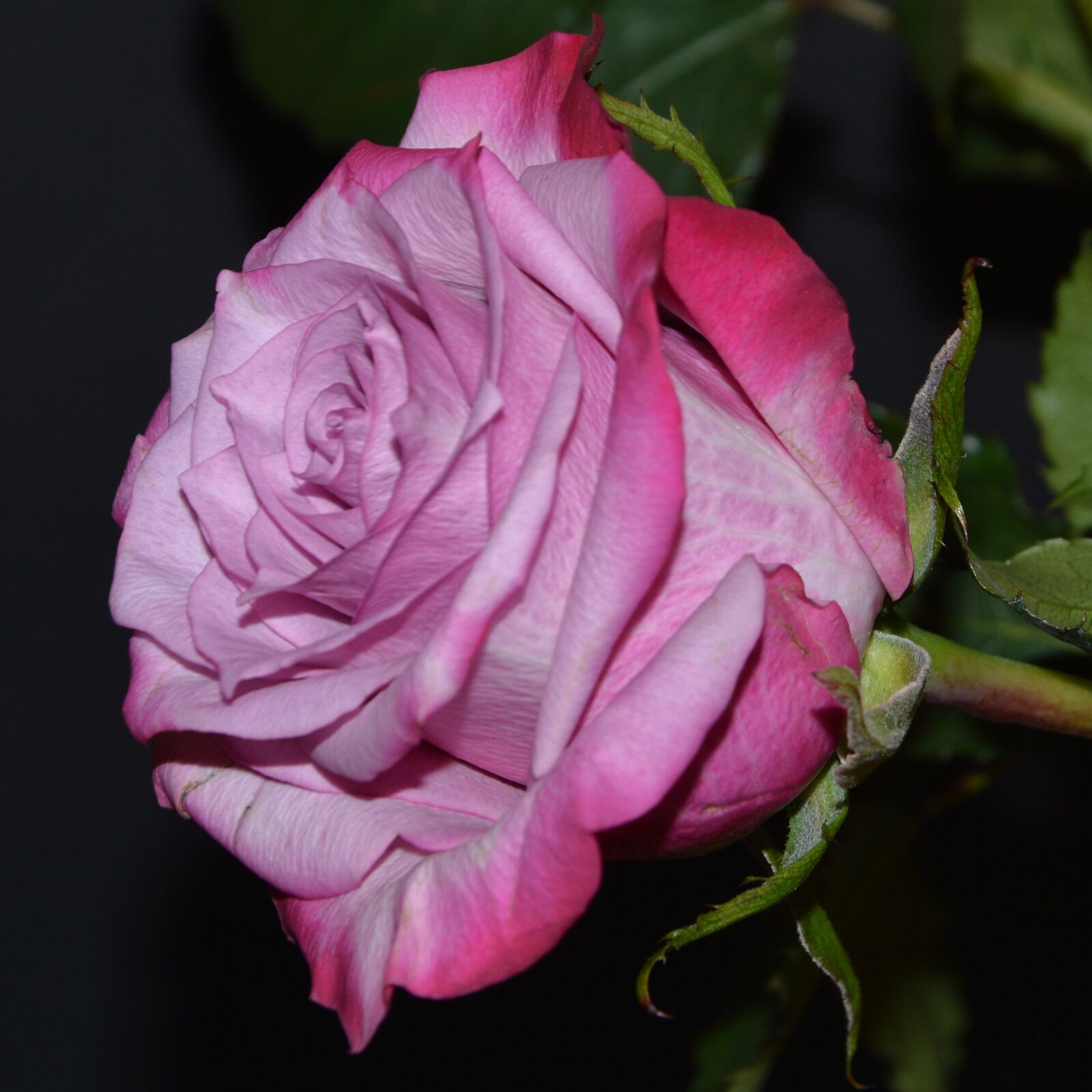 Nikon D3200 sample photo. Rose, pink, blossom photography