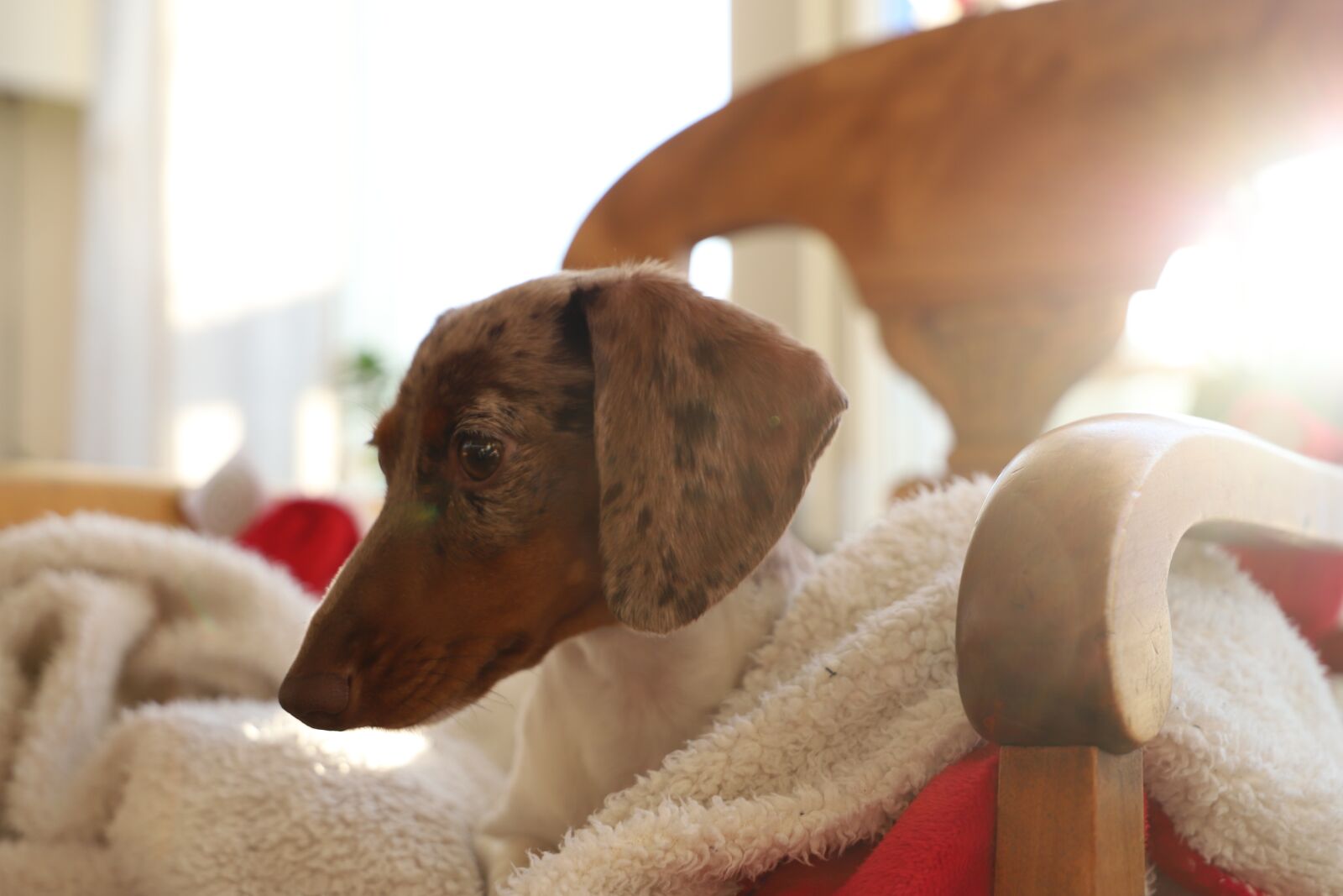 Canon EOS 6D Mark II sample photo. Dog, cute, mammal photography
