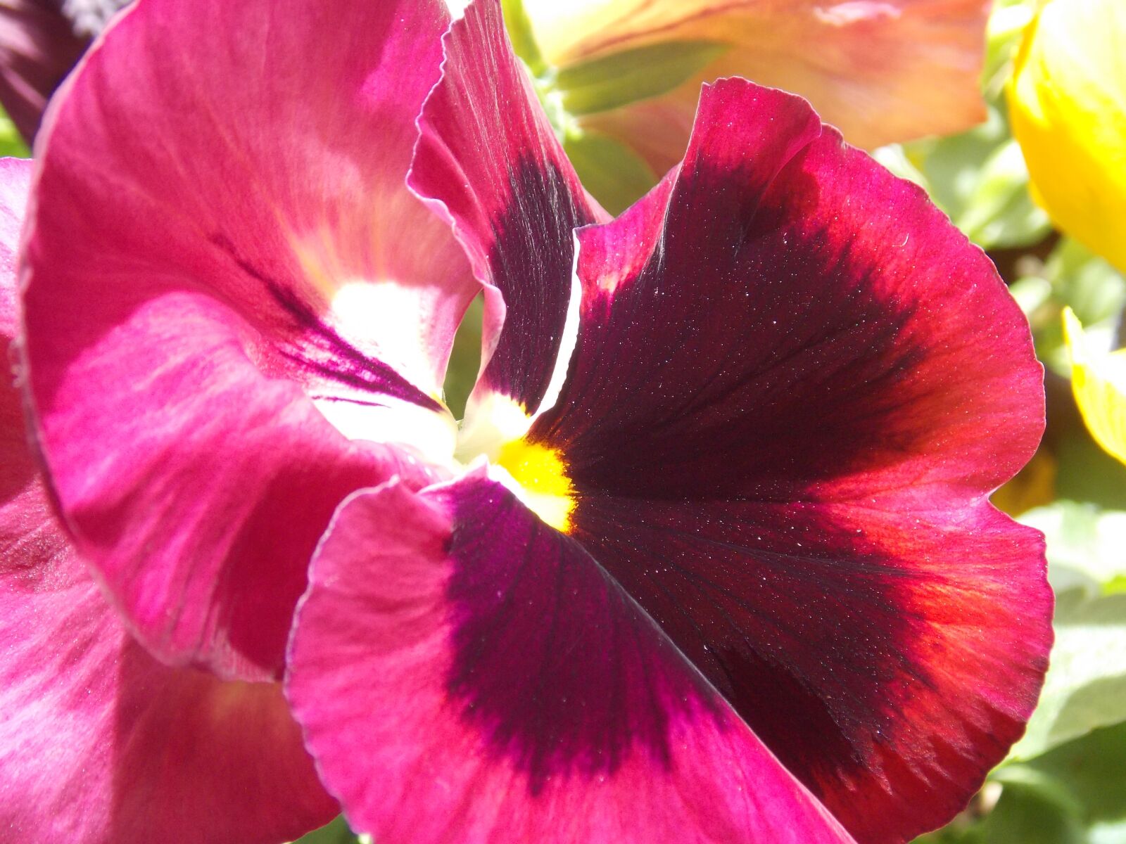Nikon Coolpix L810 sample photo. Flower, garden, beatiful photography