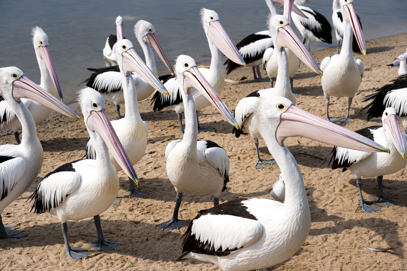 Nikon Df sample photo. Pelicans, group, beaks photography