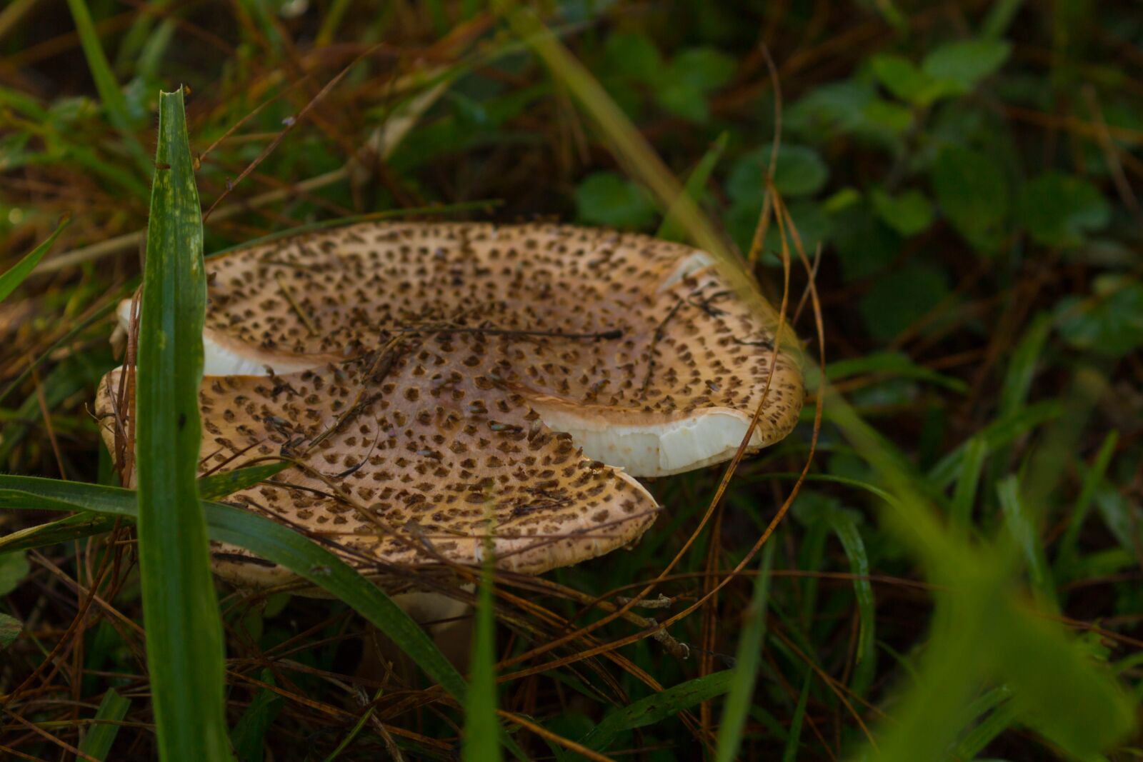 Canon EOS 750D (EOS Rebel T6i / EOS Kiss X8i) sample photo. Fungus, nature, green photography