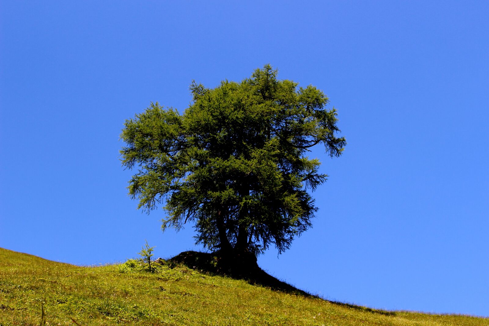 Canon EOS 100D (EOS Rebel SL1 / EOS Kiss X7) sample photo. Tree, conifer, meadow photography
