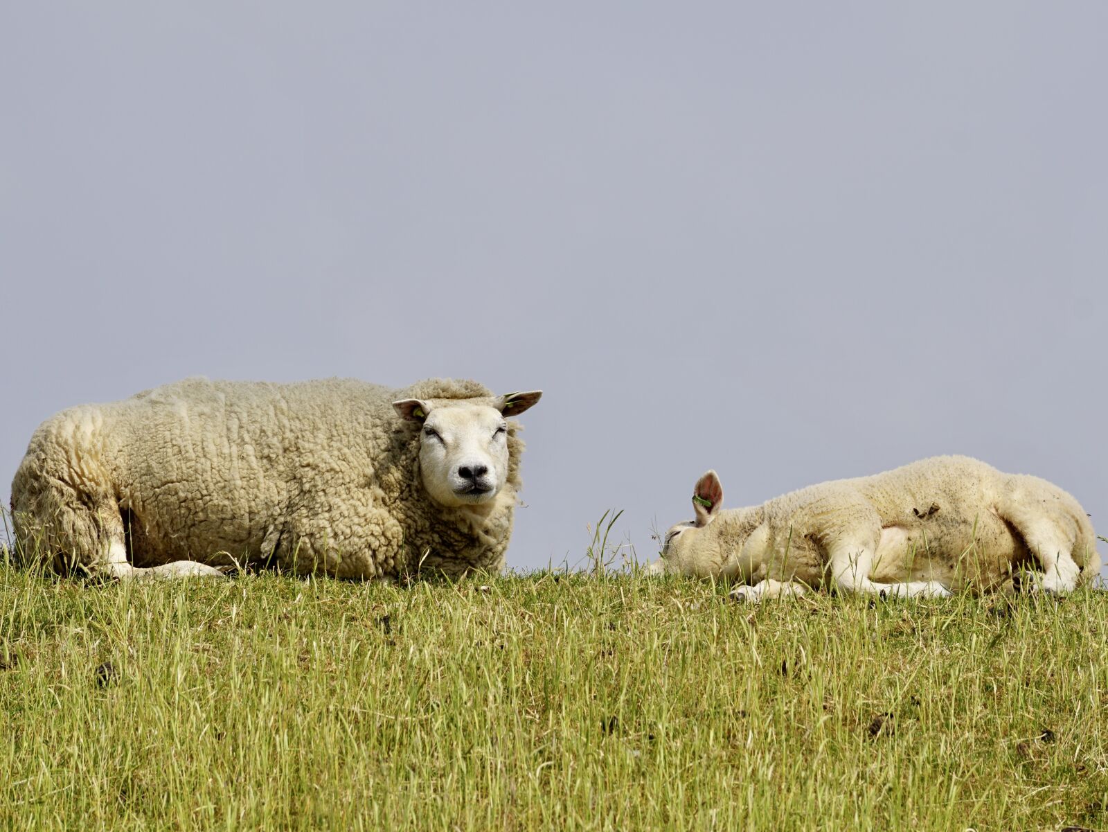Sony ILCA-77M2 sample photo. Sheep, lamb, mother-child photography