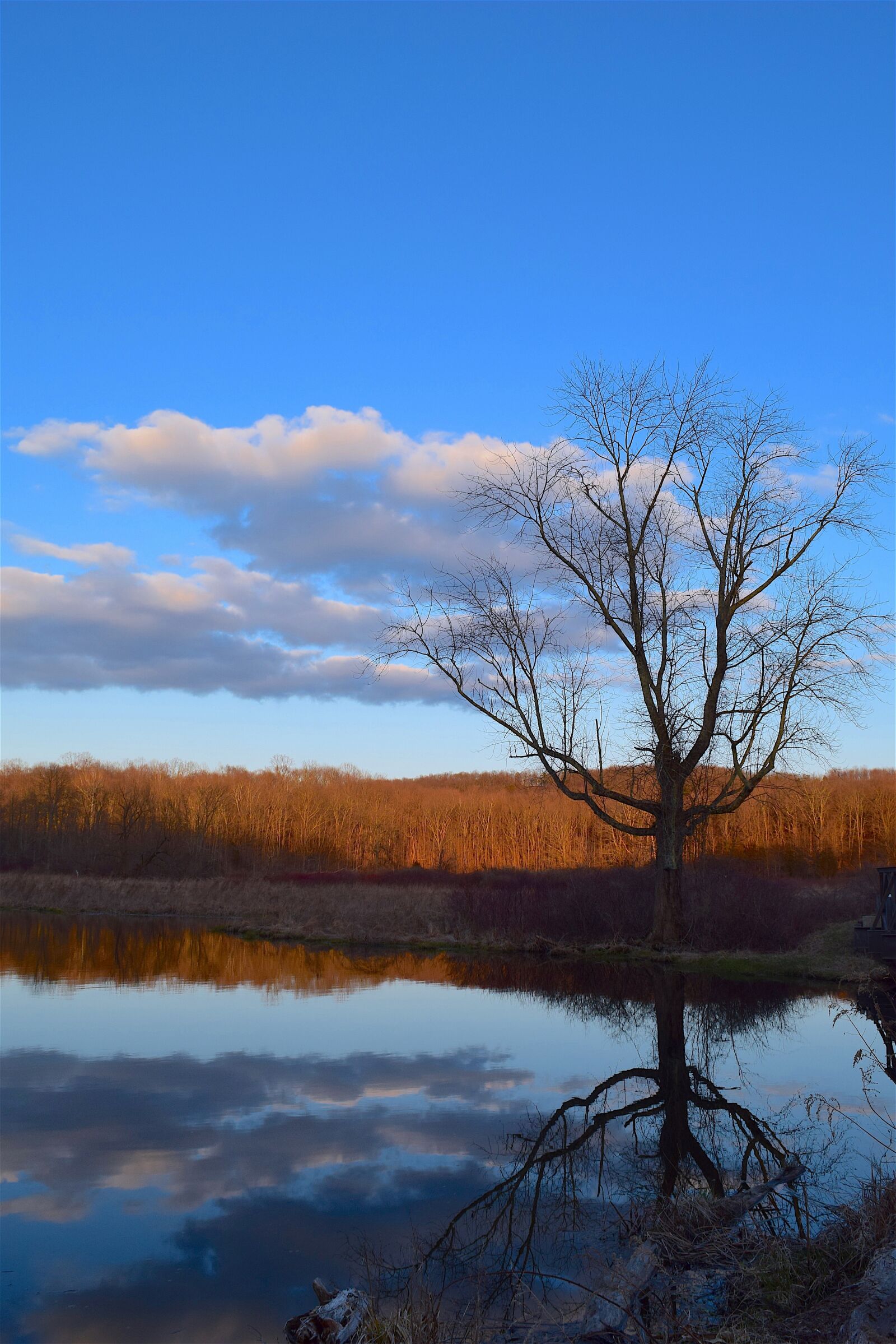 Nikon D3300 sample photo. Tree, nature, landscape photography