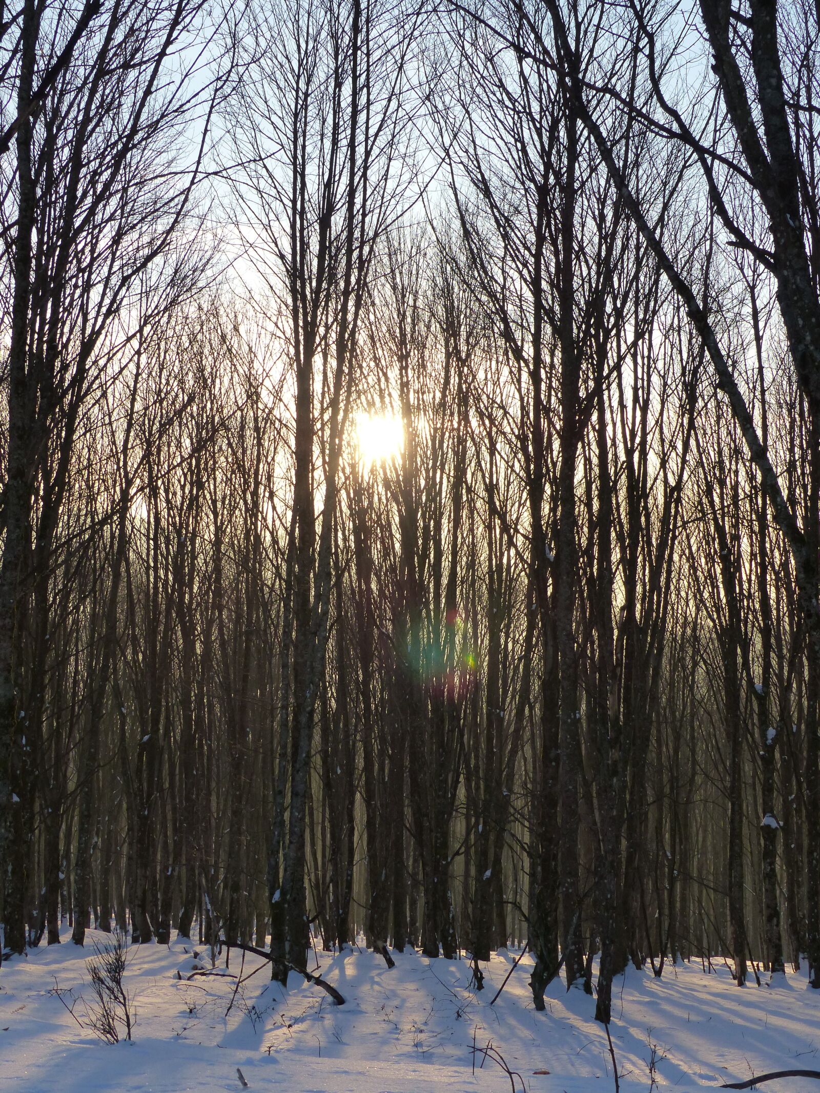 Panasonic Lumix DMC-FZ200 sample photo. Snow, trees, forest photography