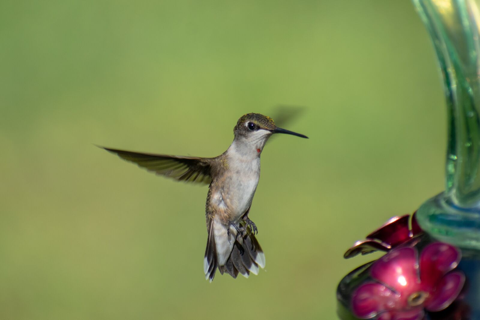 Nikon D3400 sample photo. Bird, nature, hummingbird photography