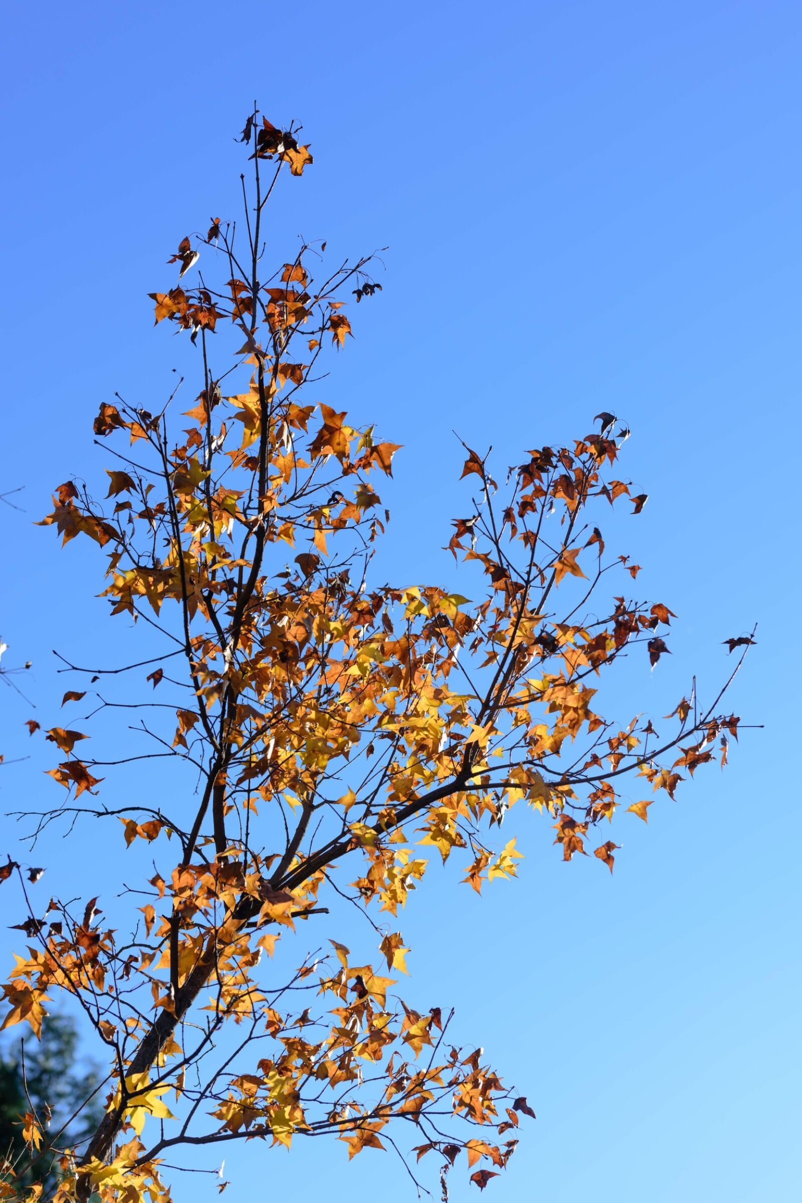 Nikon D810 sample photo. Tree, branch, sky photography