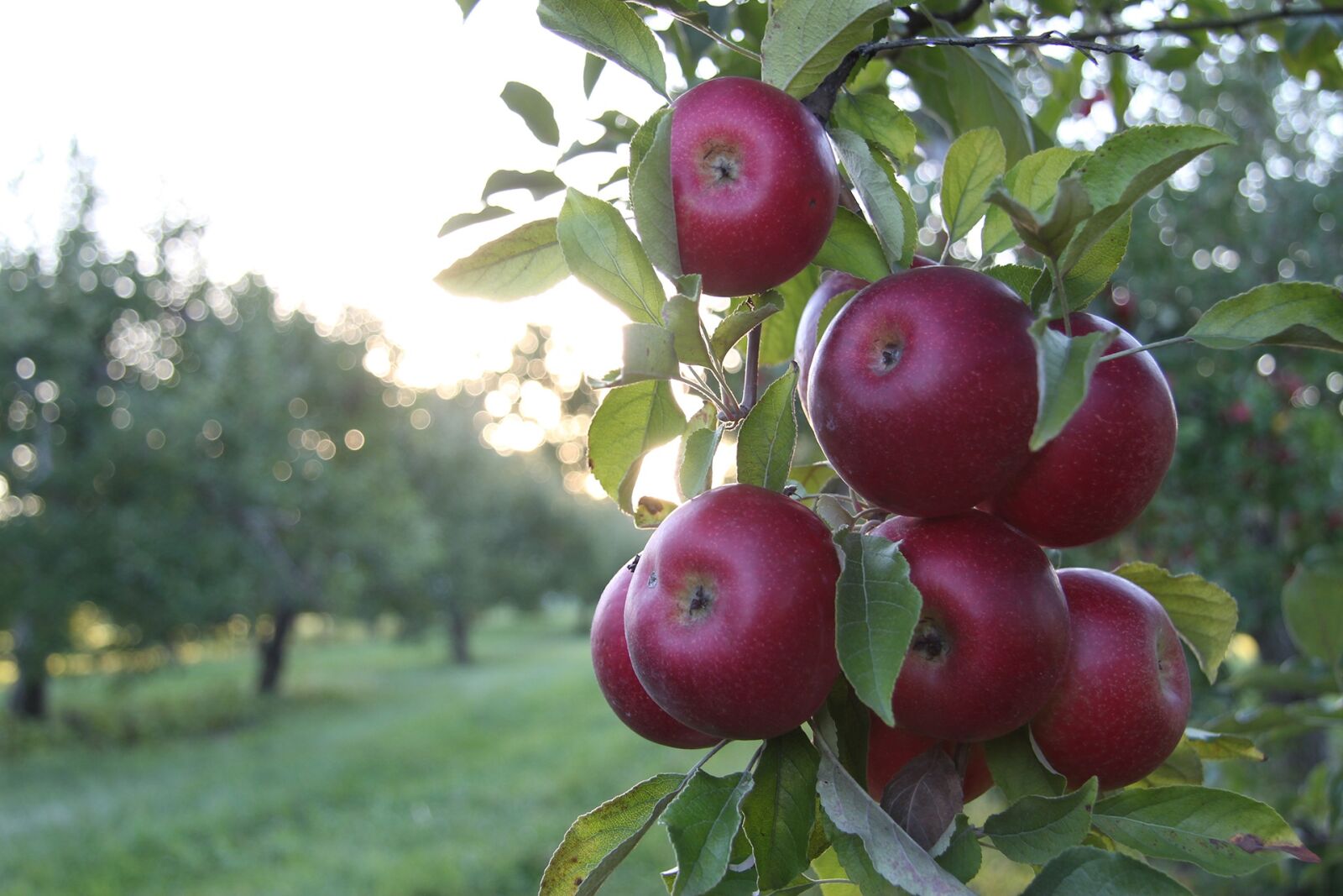 Canon EOS 550D (EOS Rebel T2i / EOS Kiss X4) sample photo. Apples, orchard, sunlight photography