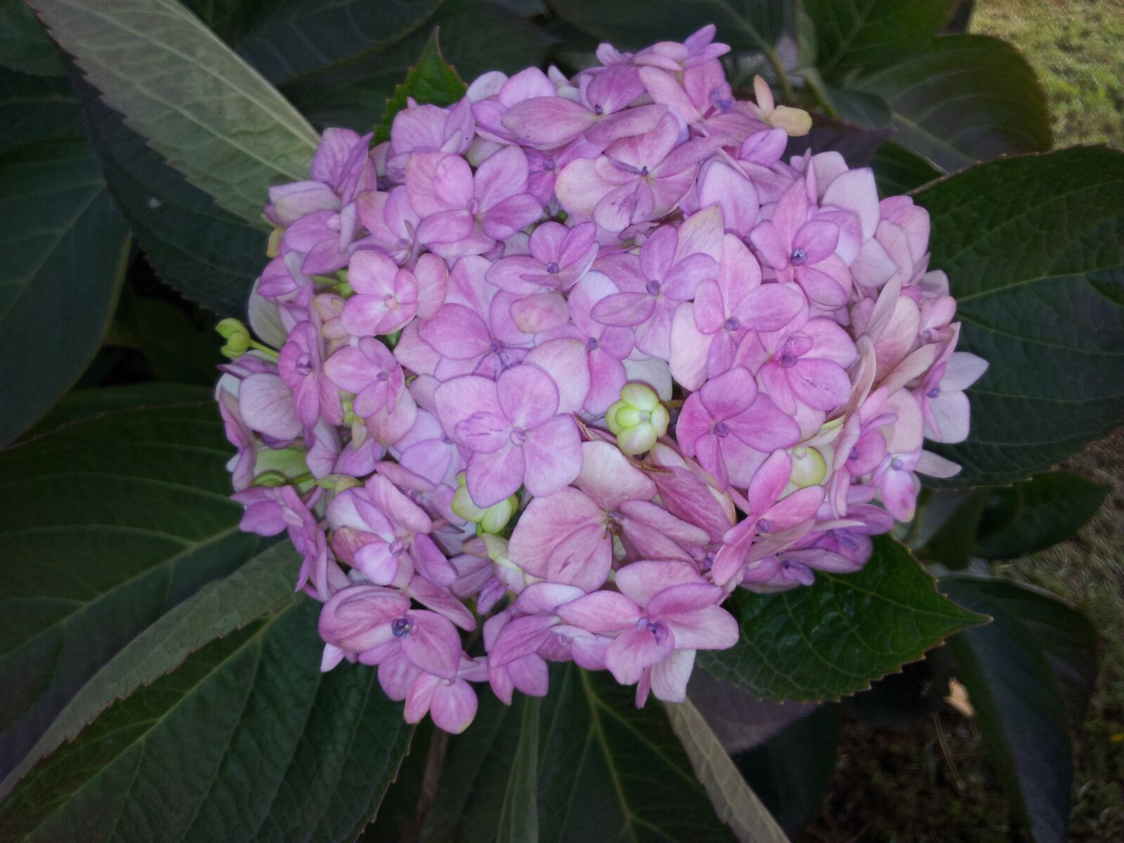 Samsung Galaxy S2 sample photo. Flower, plant, clusters photography