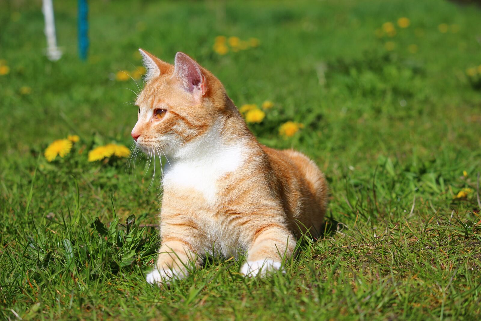 Canon EOS 100D (EOS Rebel SL1 / EOS Kiss X7) sample photo. Cat, kitten, red cat photography