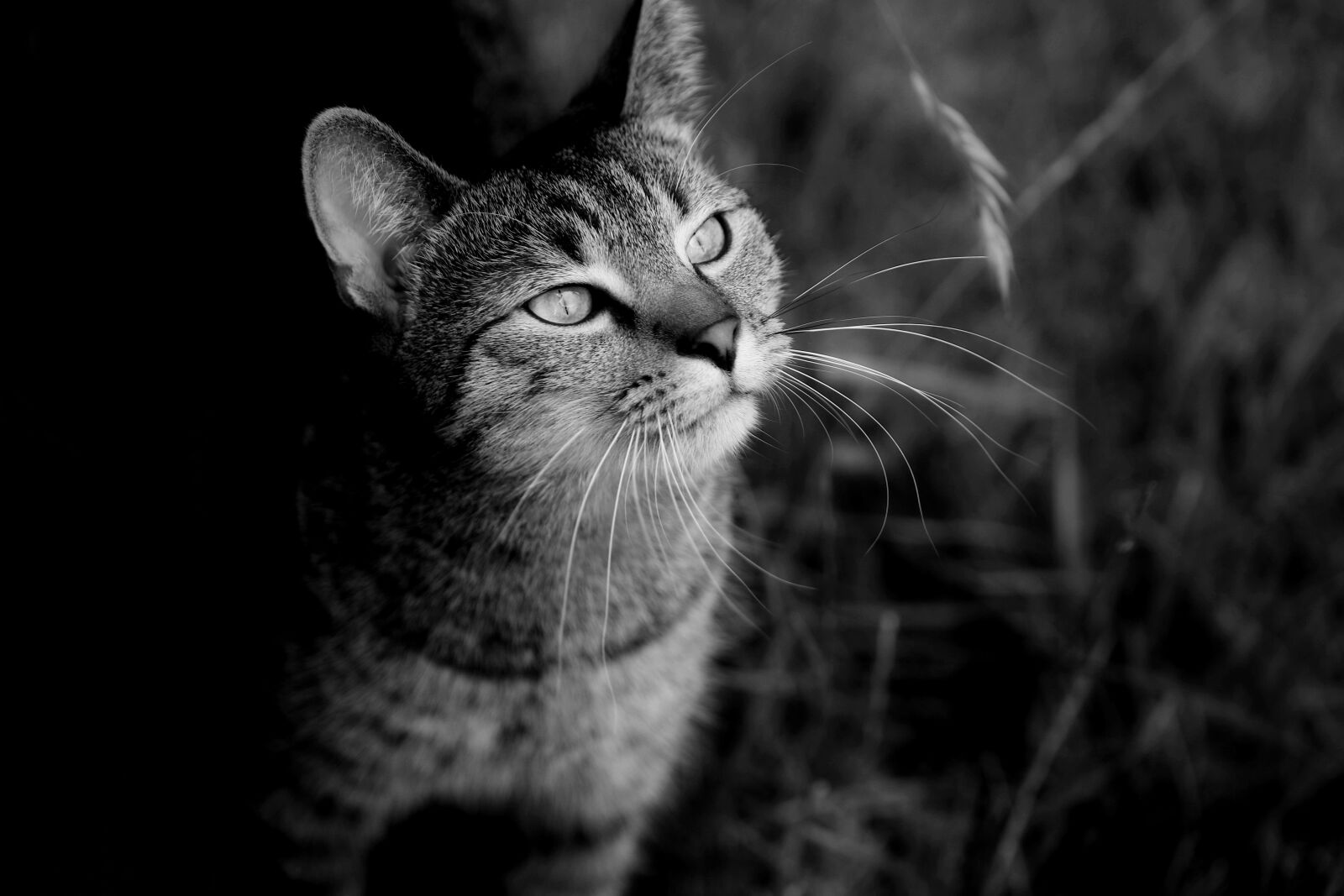 Canon EOS 80D sample photo. Cat, kitten, animals photography