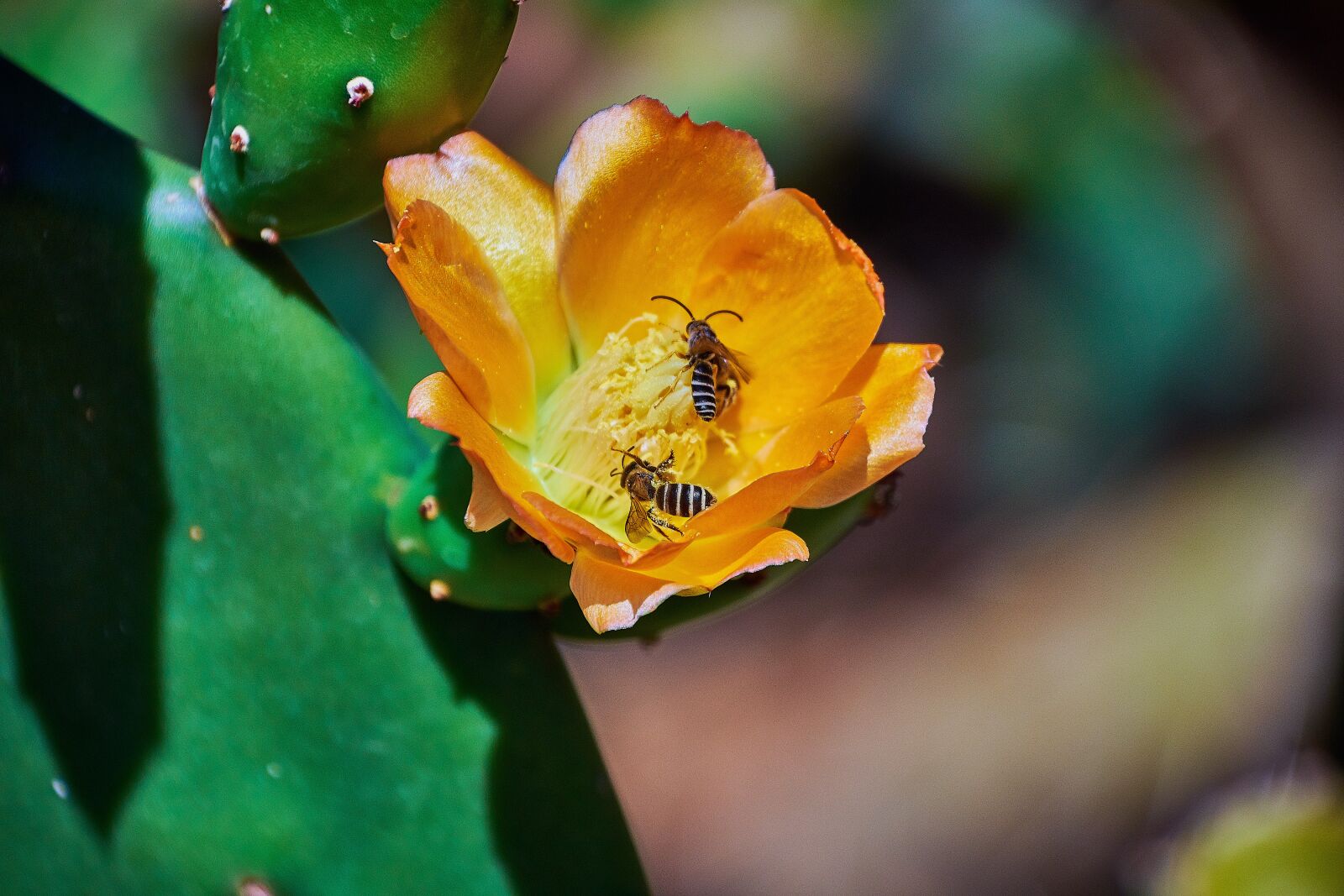 Nikon D7200 sample photo. Prickly pear cactus, cactus photography