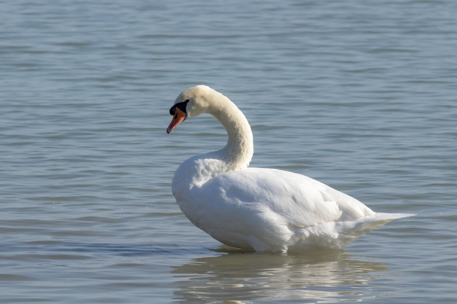 Canon EF75-300mm f/4-5.6 sample photo. Mute swan, bird, swim photography