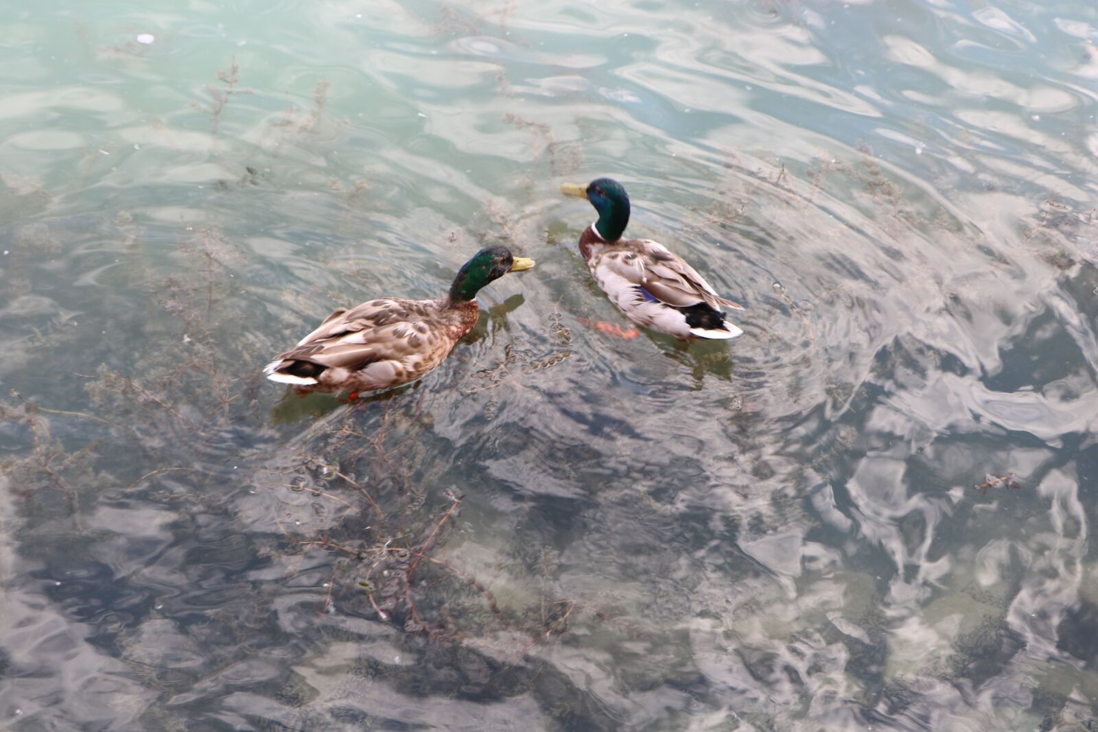 Canon EOS 760D (EOS Rebel T6s / EOS 8000D) sample photo. Duck, ducks, water photography