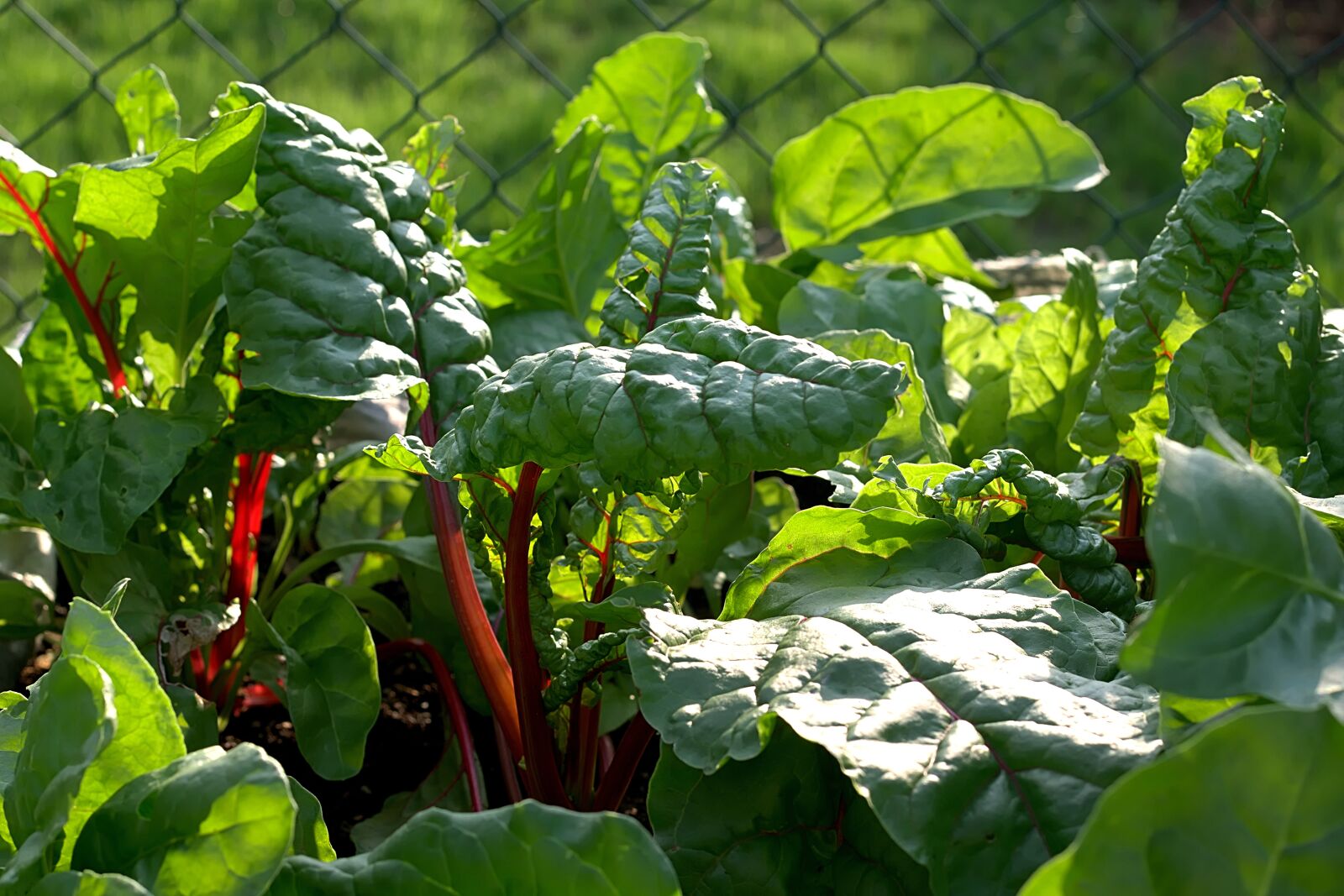 Nikon D3300 sample photo. Chard, leaves, vegetables photography