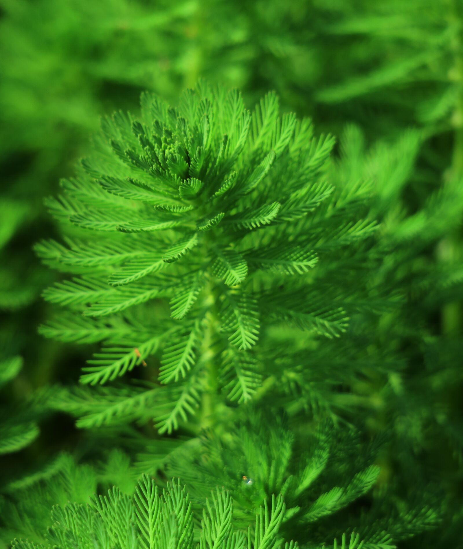 Canon PowerShot G3 X sample photo. Nature, leaf, plant photography