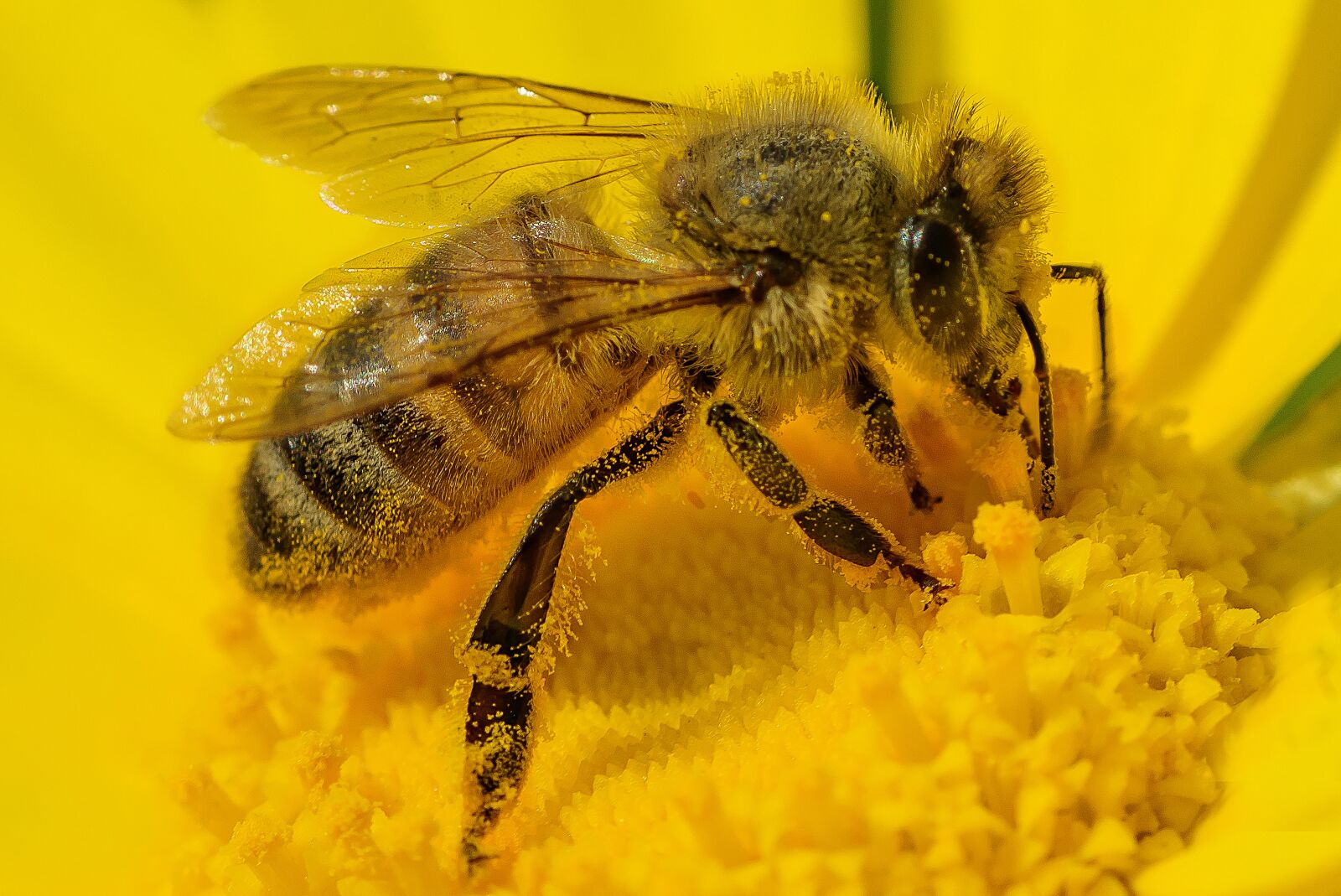 Nikon D810 sample photo. Bee, yellow, insect photography