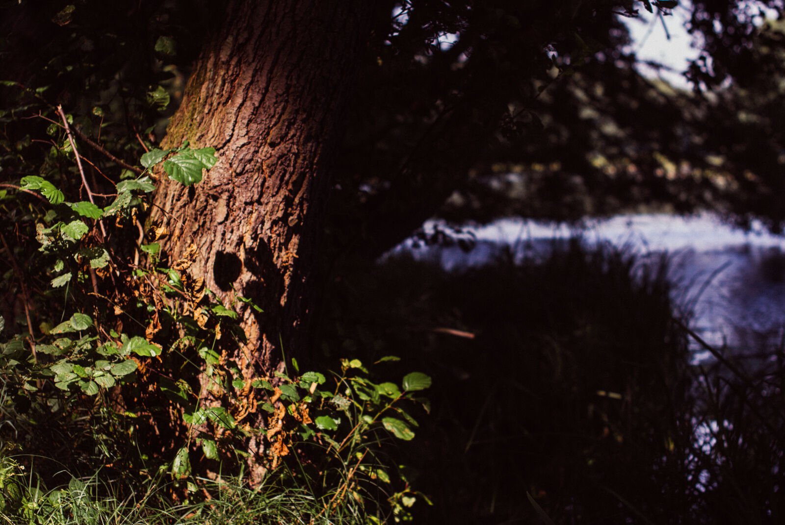 Nikon AF-S Nikkor 50mm F1.4G sample photo. Nature, river, sun, tree photography