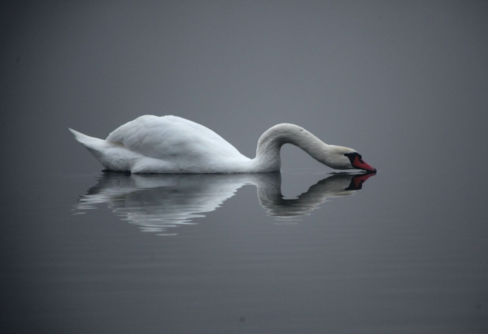 Canon EOS 5D Mark II sample photo. Swan, fog, lake photography