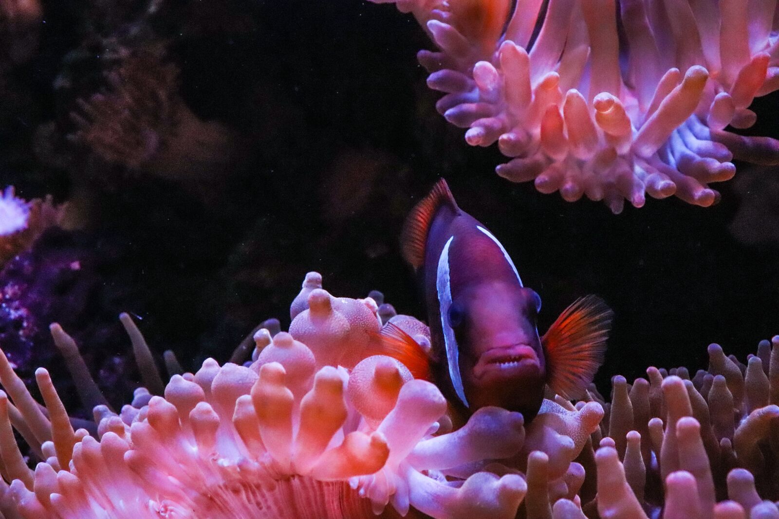 Canon EOS 77D (EOS 9000D / EOS 770D) sample photo. Anemone, fish, underwater photography