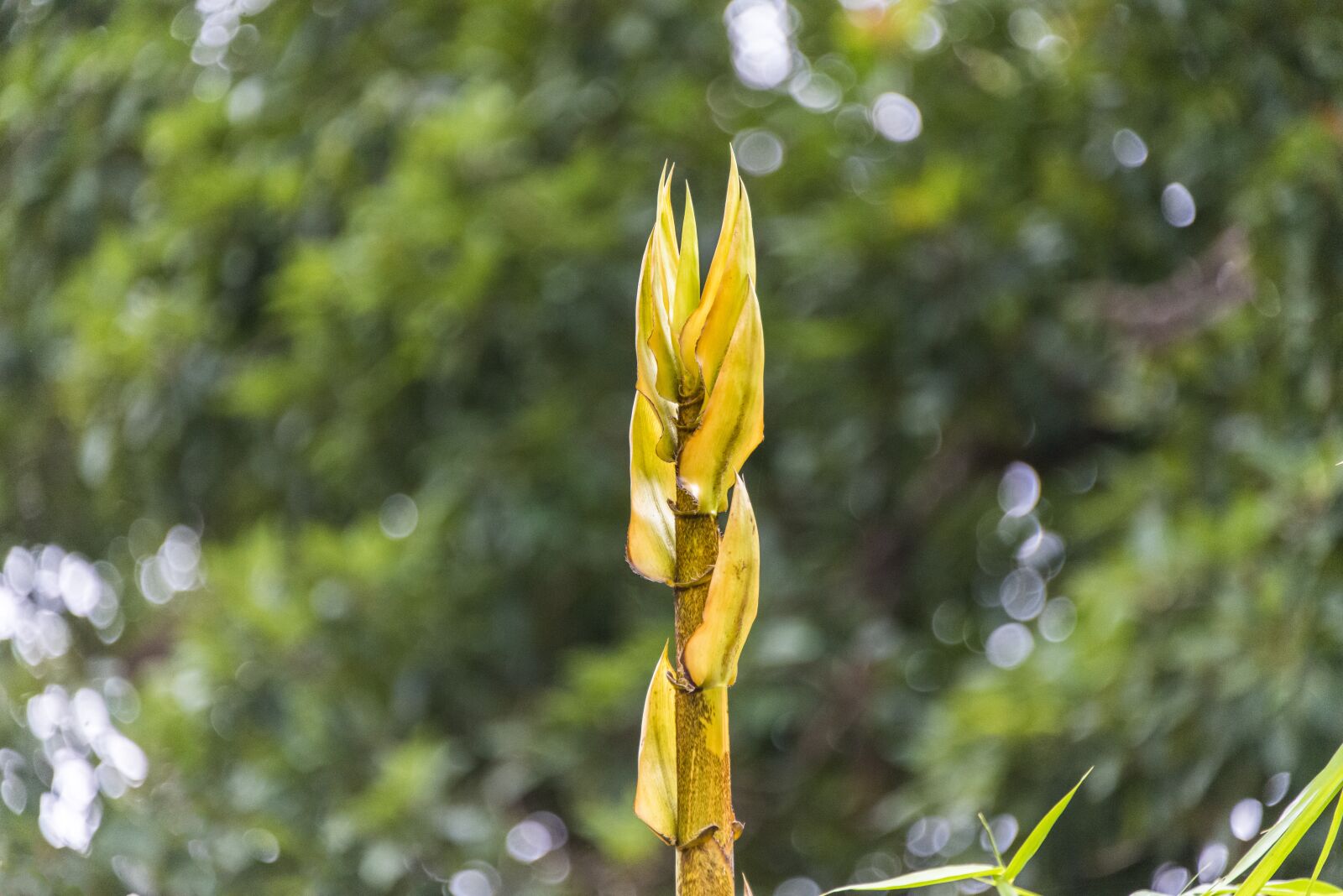 Nikon D800 sample photo. Bamboo, shoots, plant photography