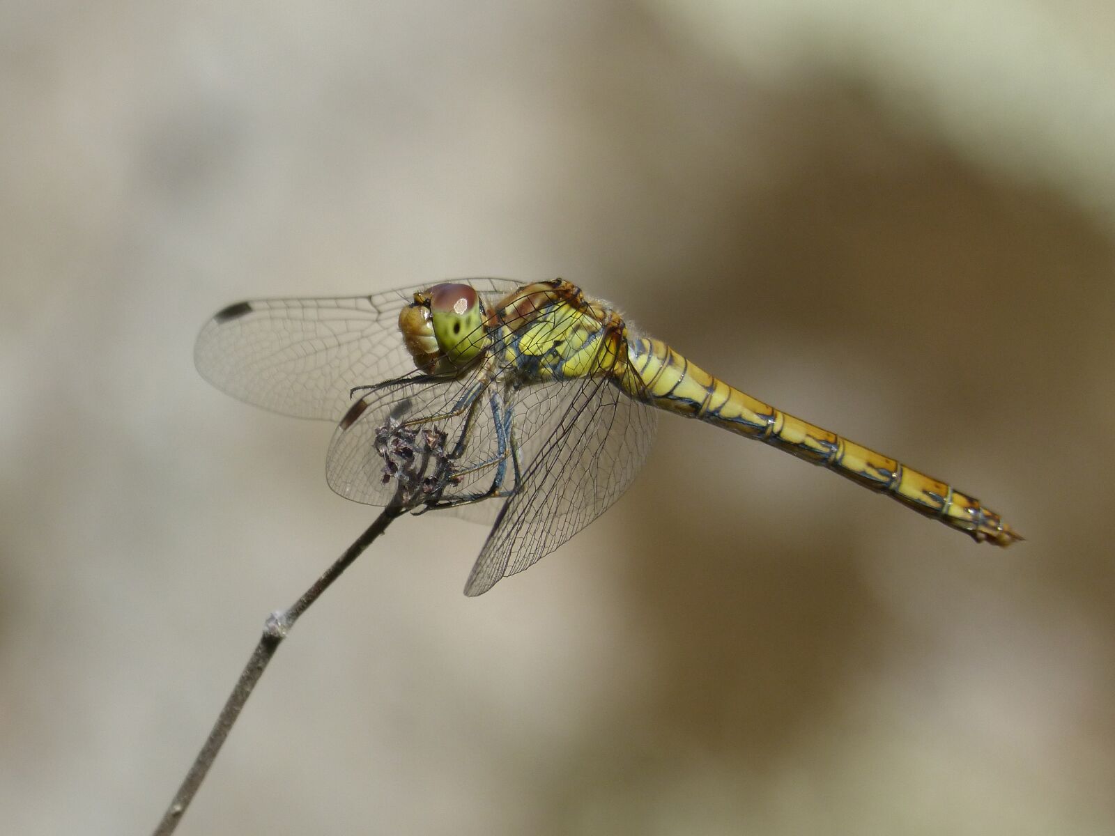 Panasonic DMC-FZ62 sample photo. Ib lula, yellow dragonfly photography