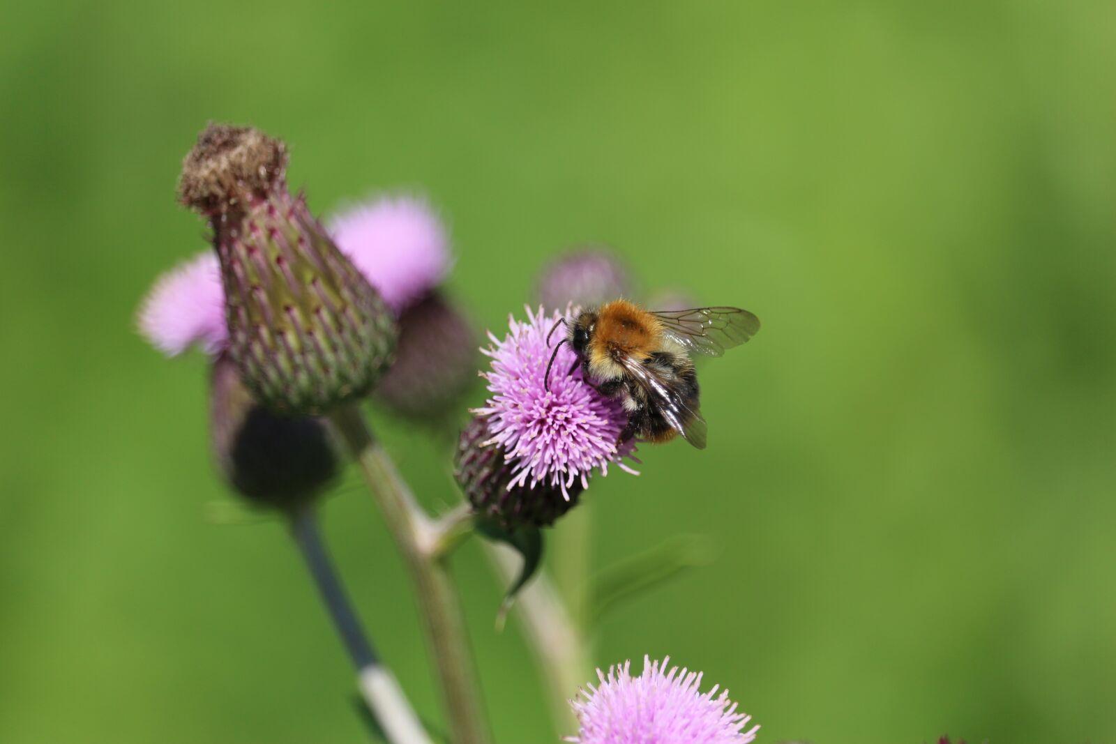 Canon EF-S 55-250mm F4-5.6 IS STM sample photo. Bee, insect, pollen photography