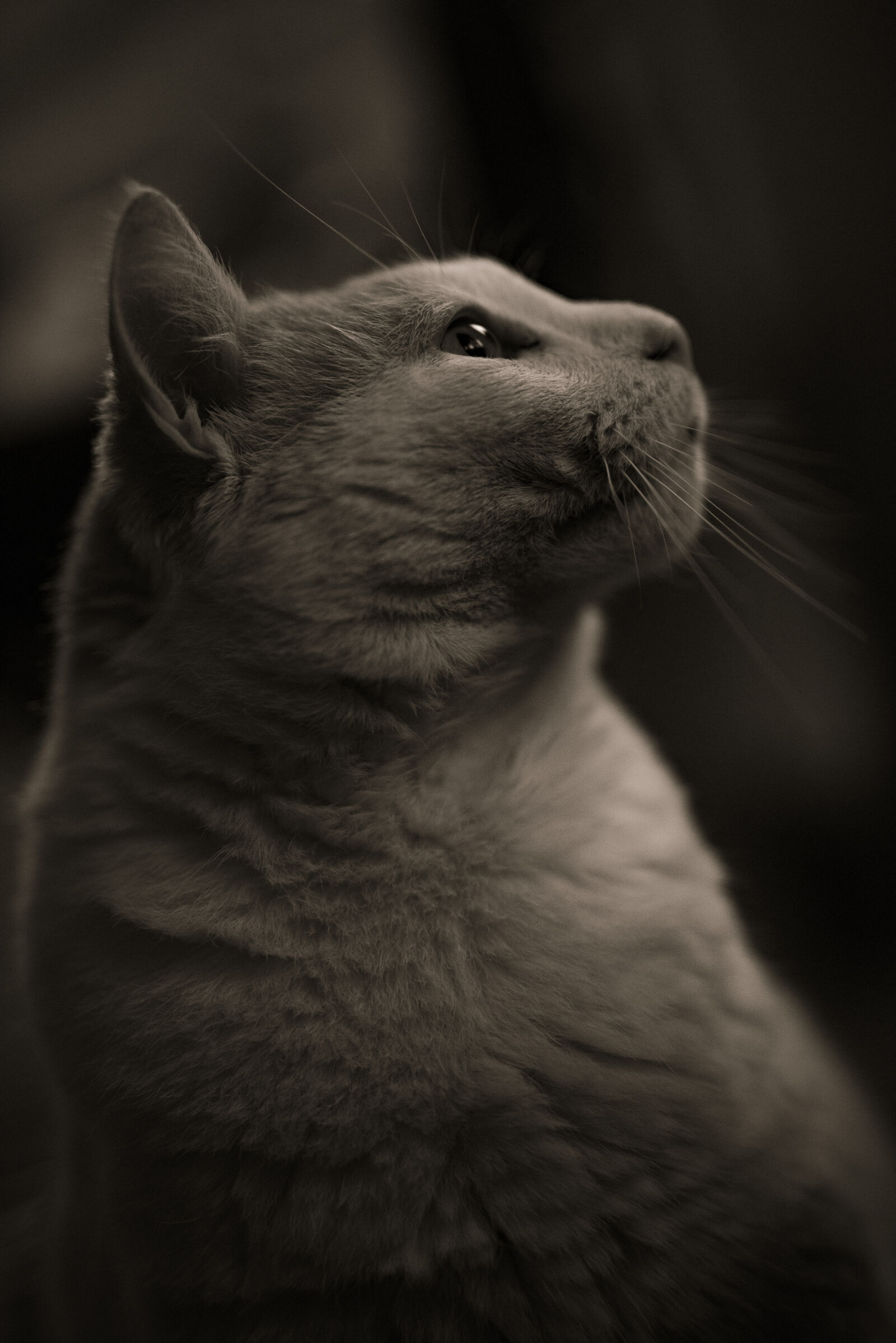 Sigma 50mm F1.4 DG HSM Art sample photo